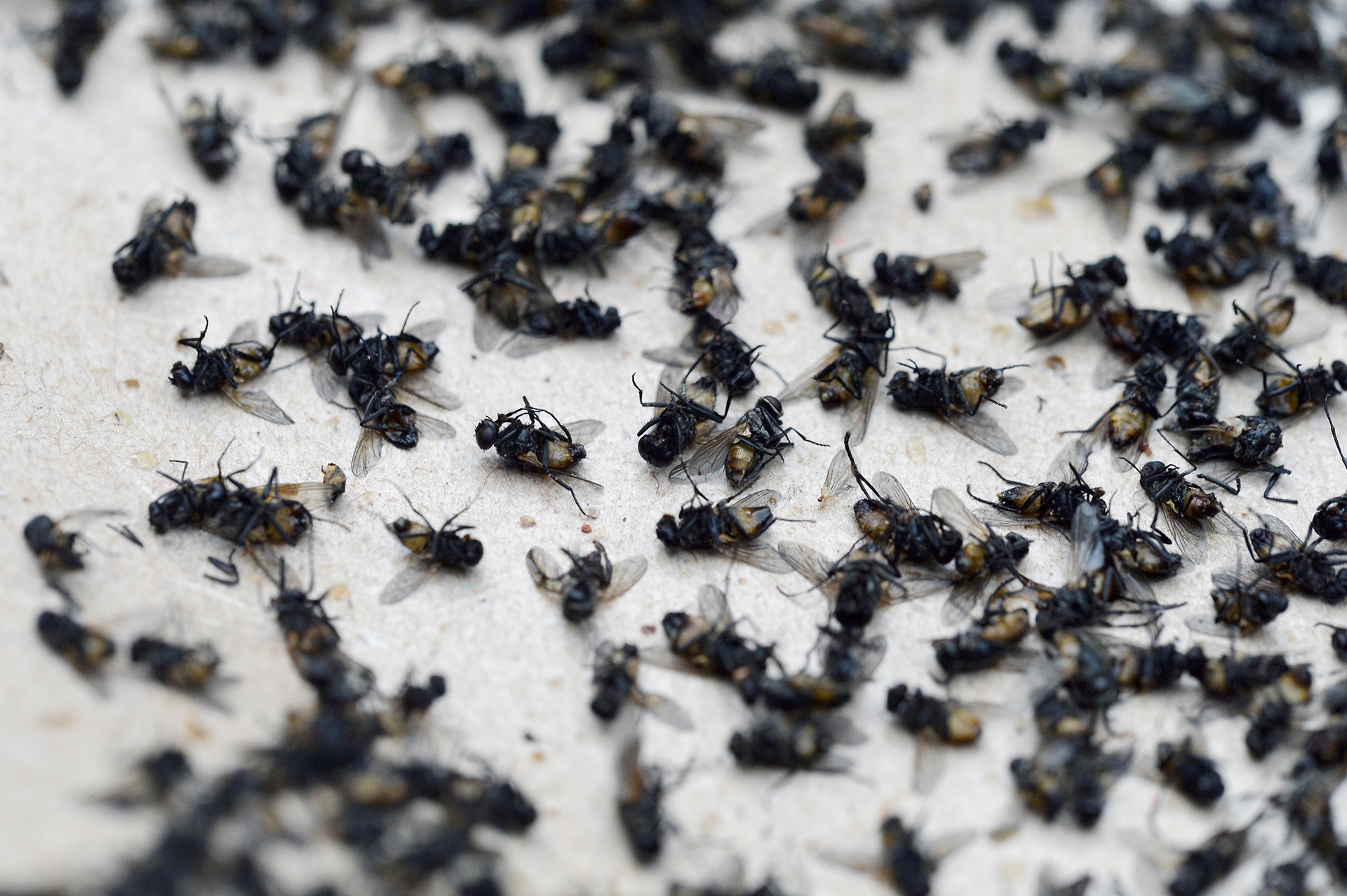 bai rac Nam Son o nhiem anh 9