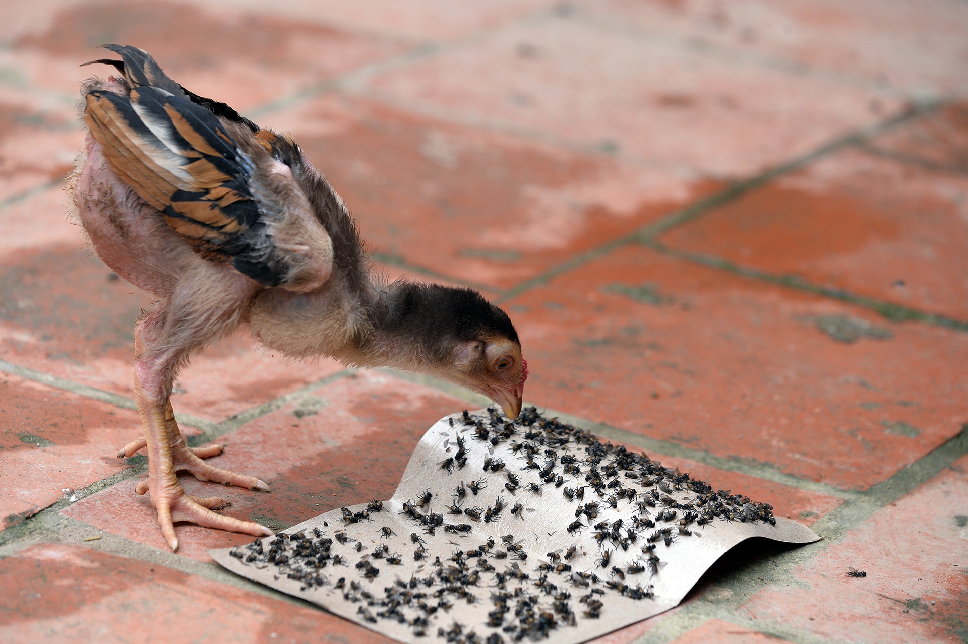 bai rac Nam Son o nhiem anh 10