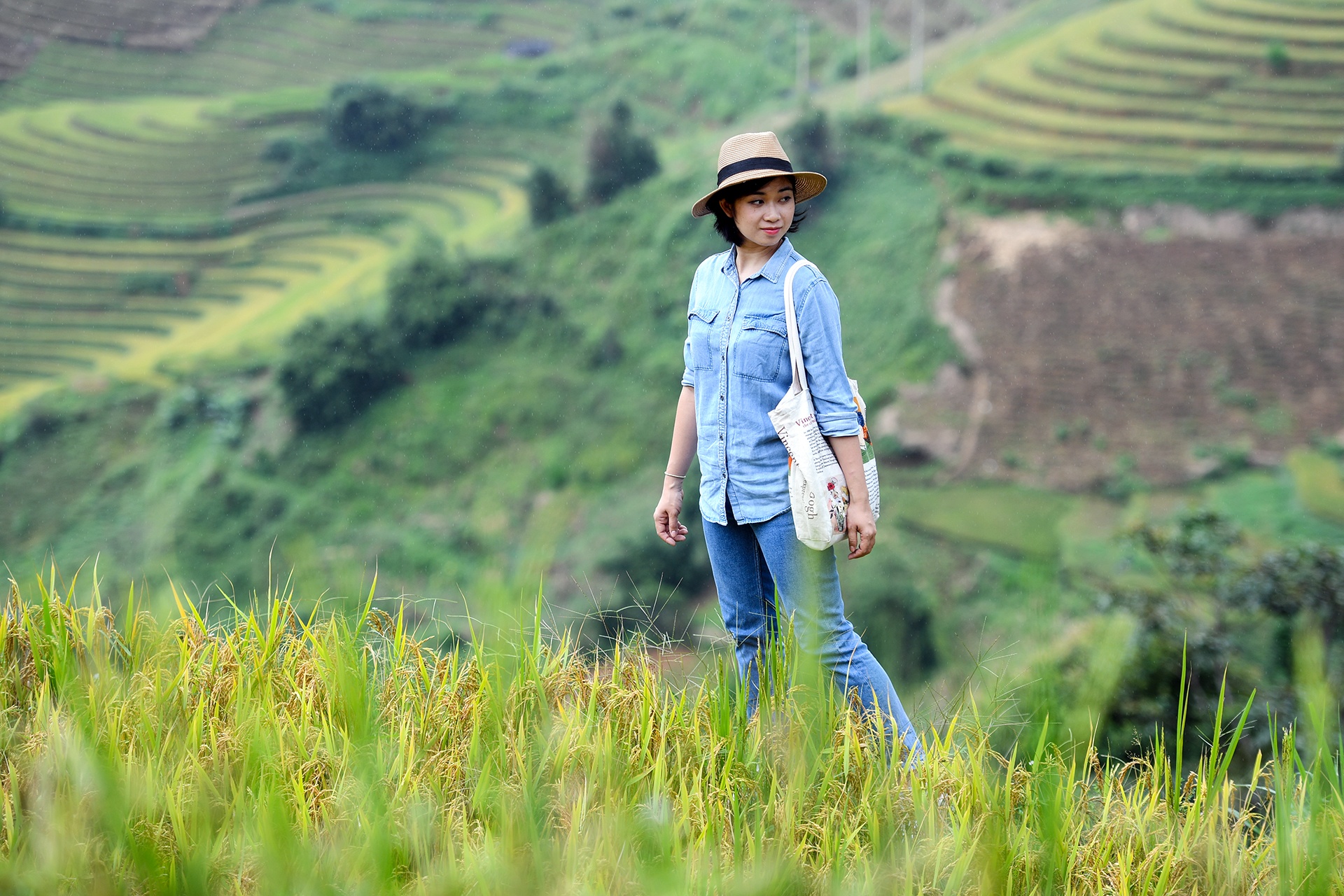 Mua lua chin o Mu Cang Chai hinh anh