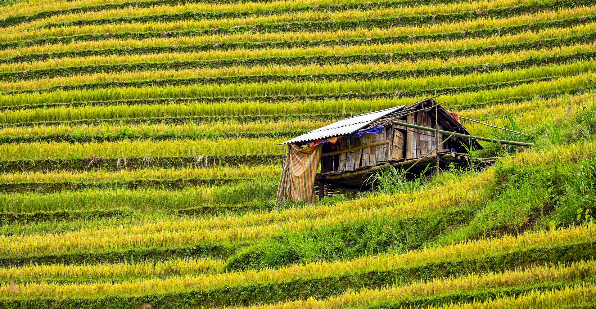 Ruong bac thang Mu Cang Chai mua lua chin anh 3