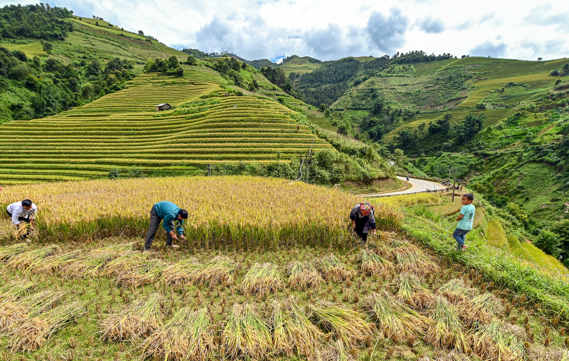 Ruong bac thang Mu Cang Chai mua lua chin anh 7