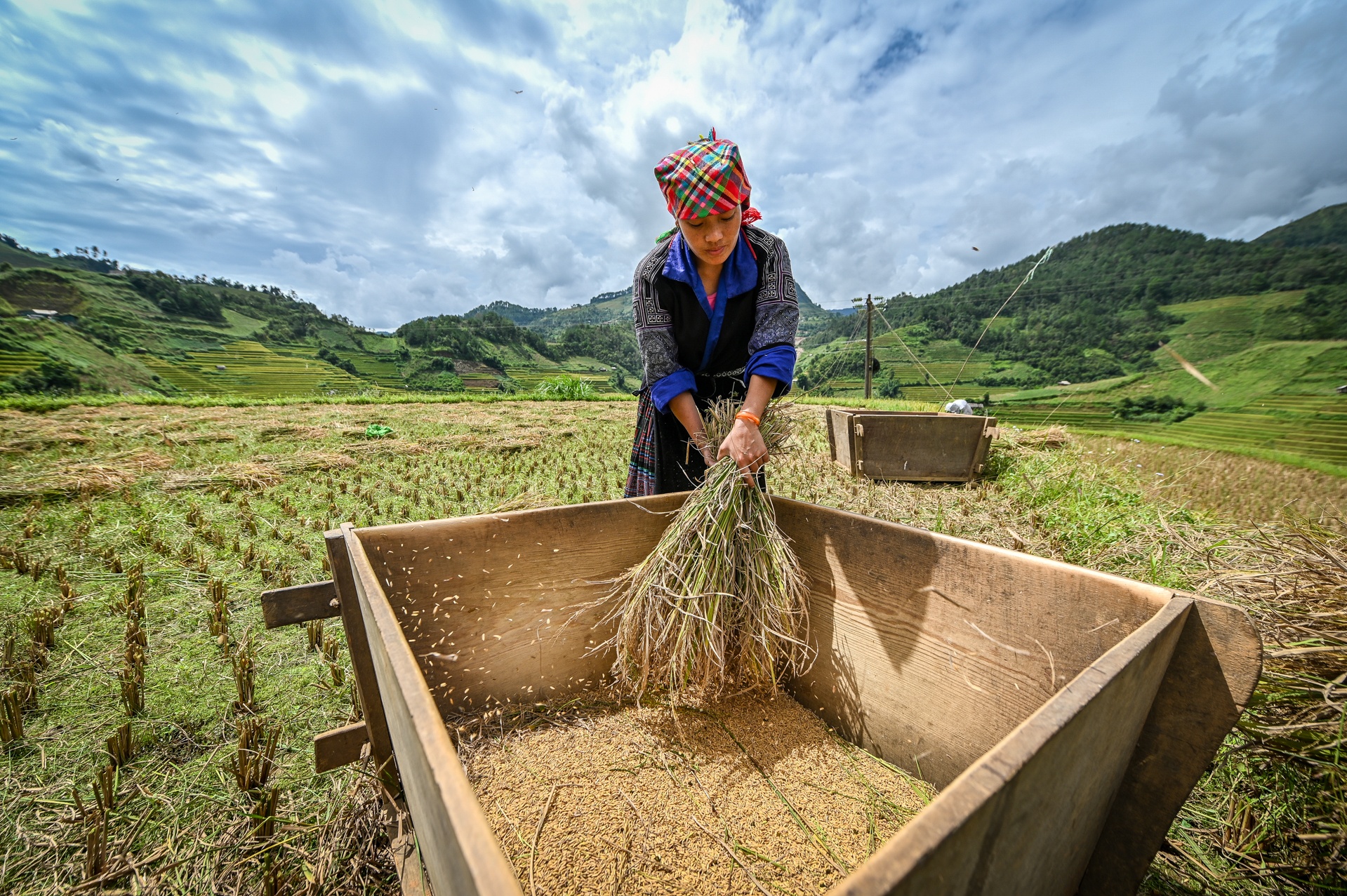 Ruong bac thang Mu Cang Chai mua lua chin anh 8