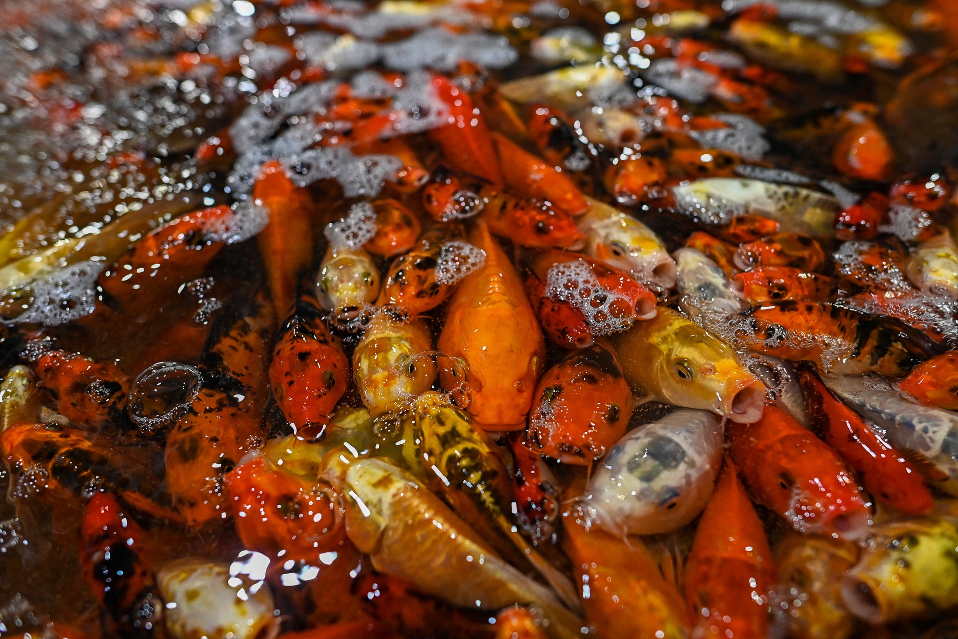 Gia ca chep cung Tao quan tang gap 3 lan anh 6