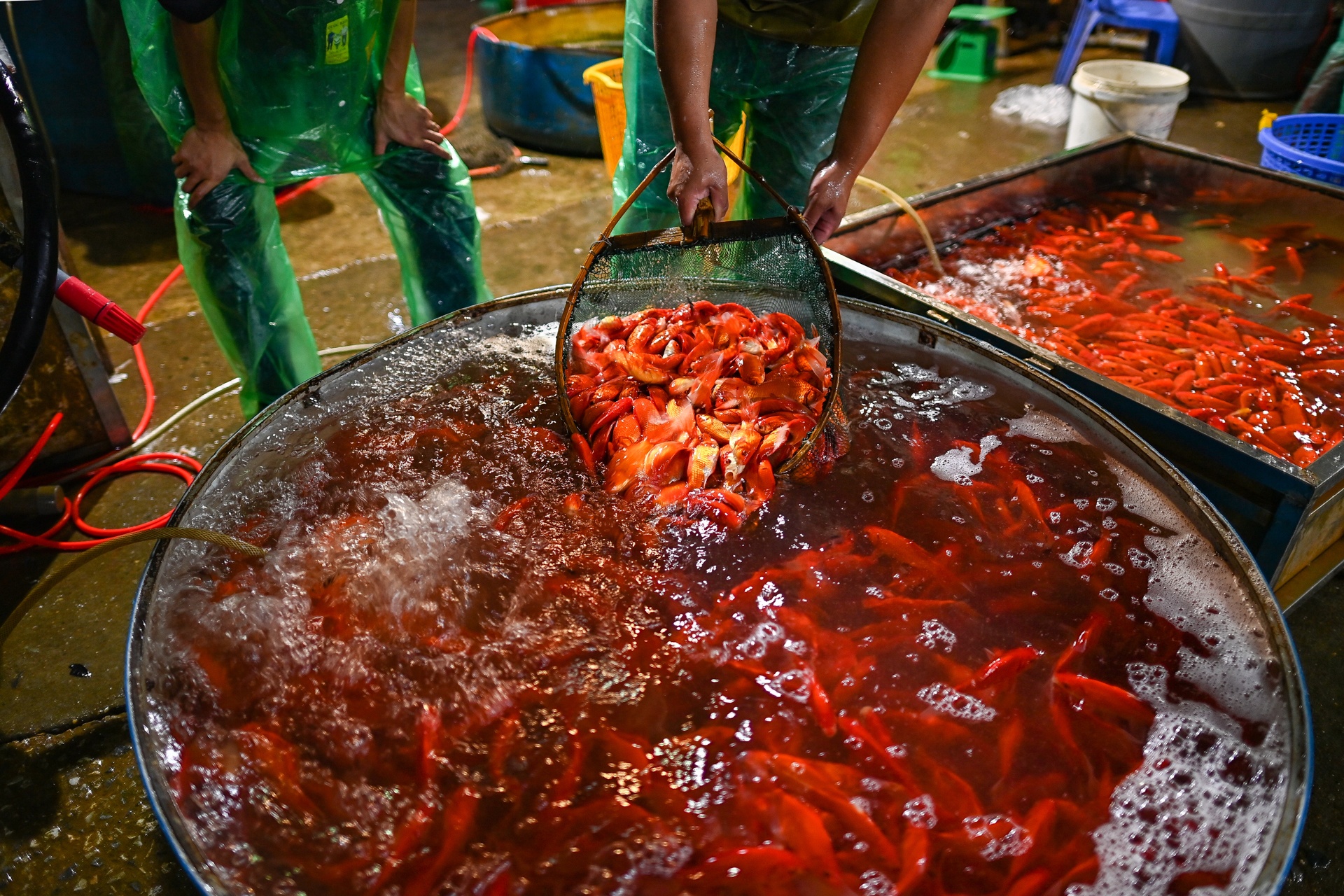 Gia ca chep cung Tao quan tang gap 3 lan anh 8