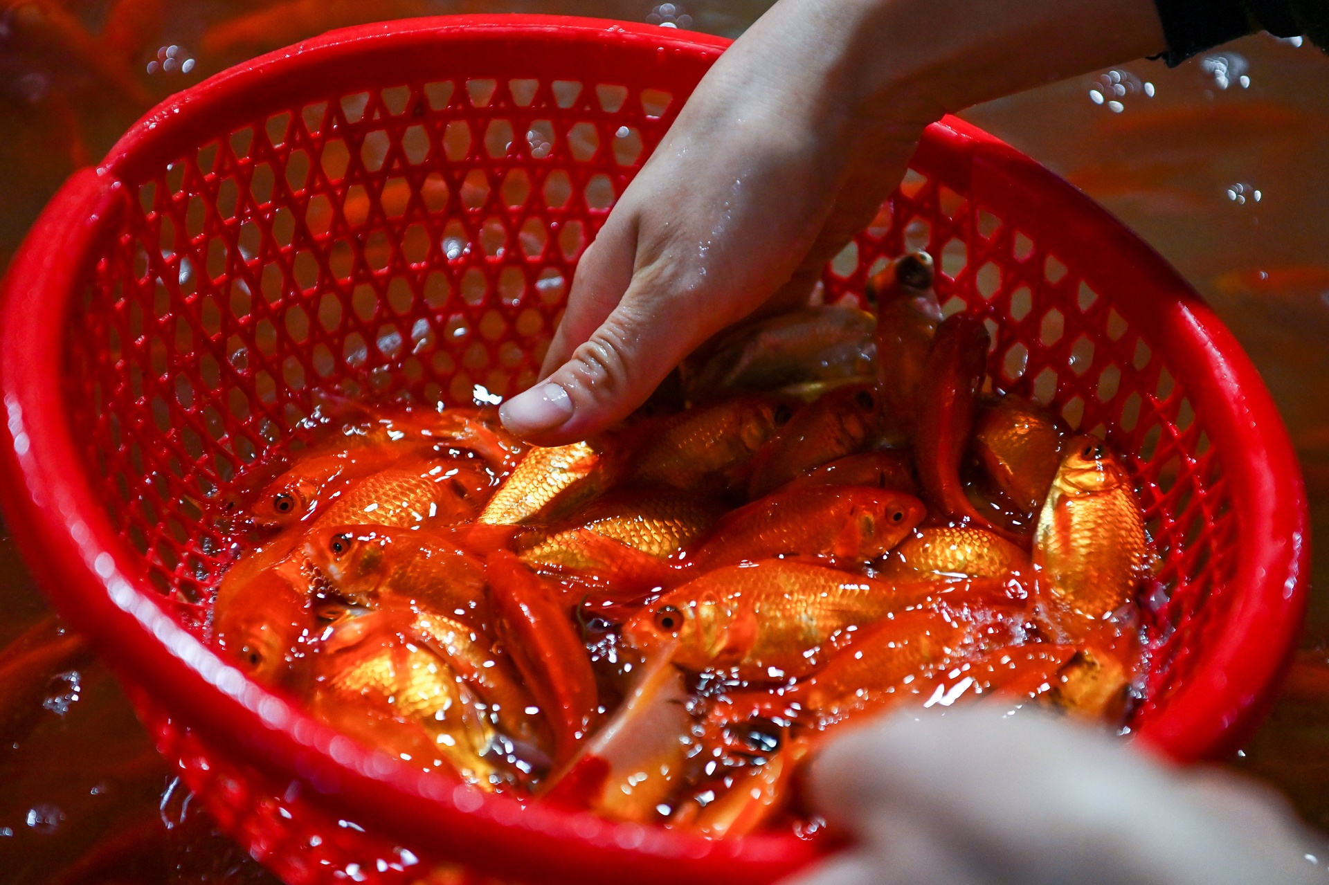 Ca chep tang gia gap 3 truoc ngay Tet Tao quan hinh anh