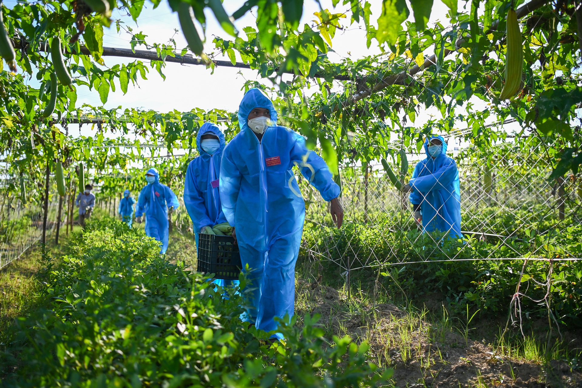Giai cuu nong san tam dich Bac Ninh anh 1