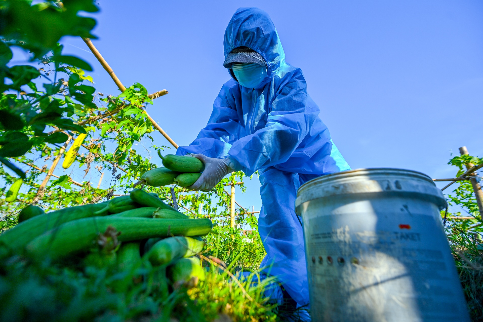 Giai cuu nong san tam dich Bac Ninh anh 2