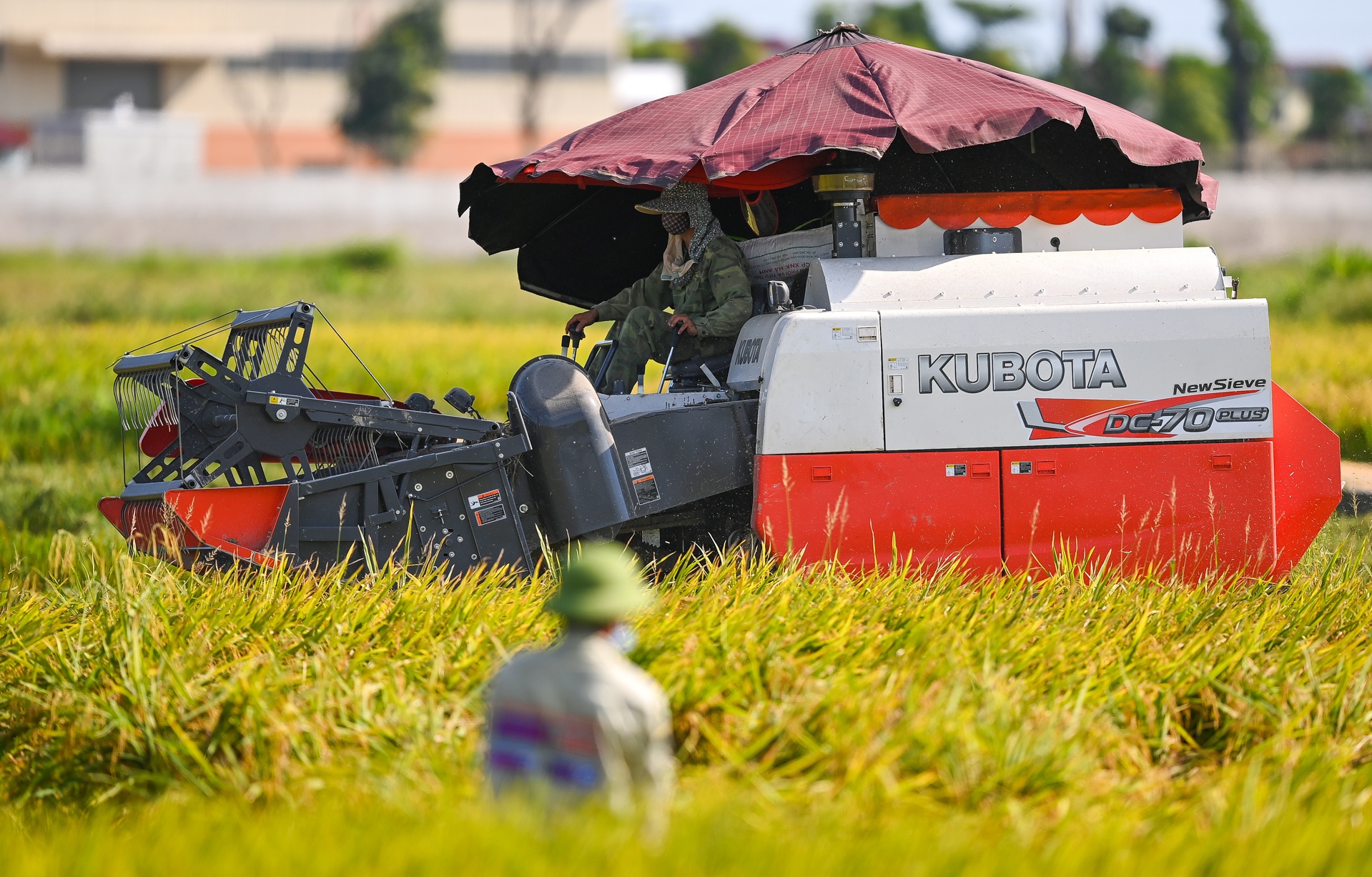 Giai cuu nong san tam dich Bac Ninh anh 4