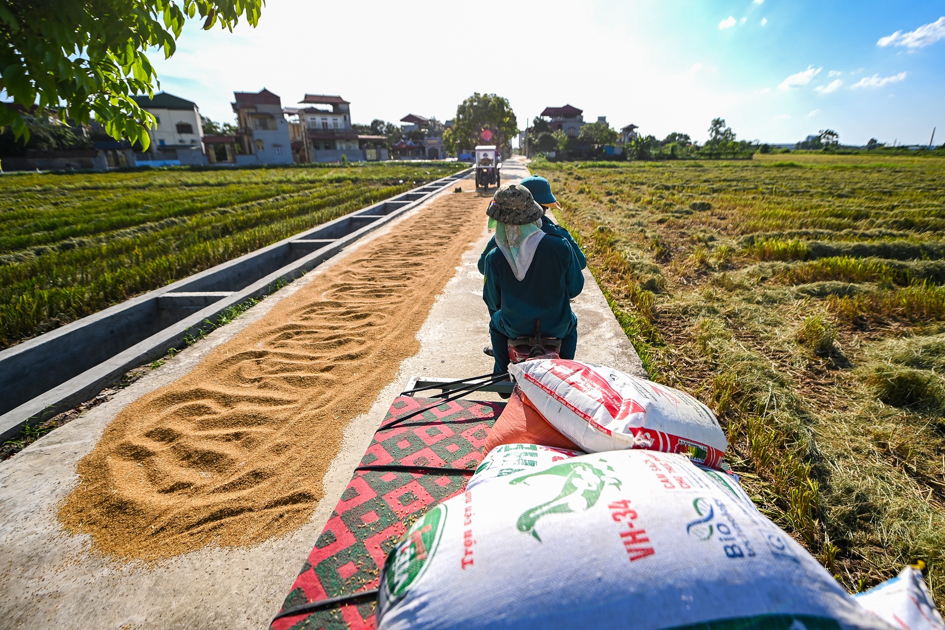 Giai cuu nong san tam dich Bac Ninh anh 6