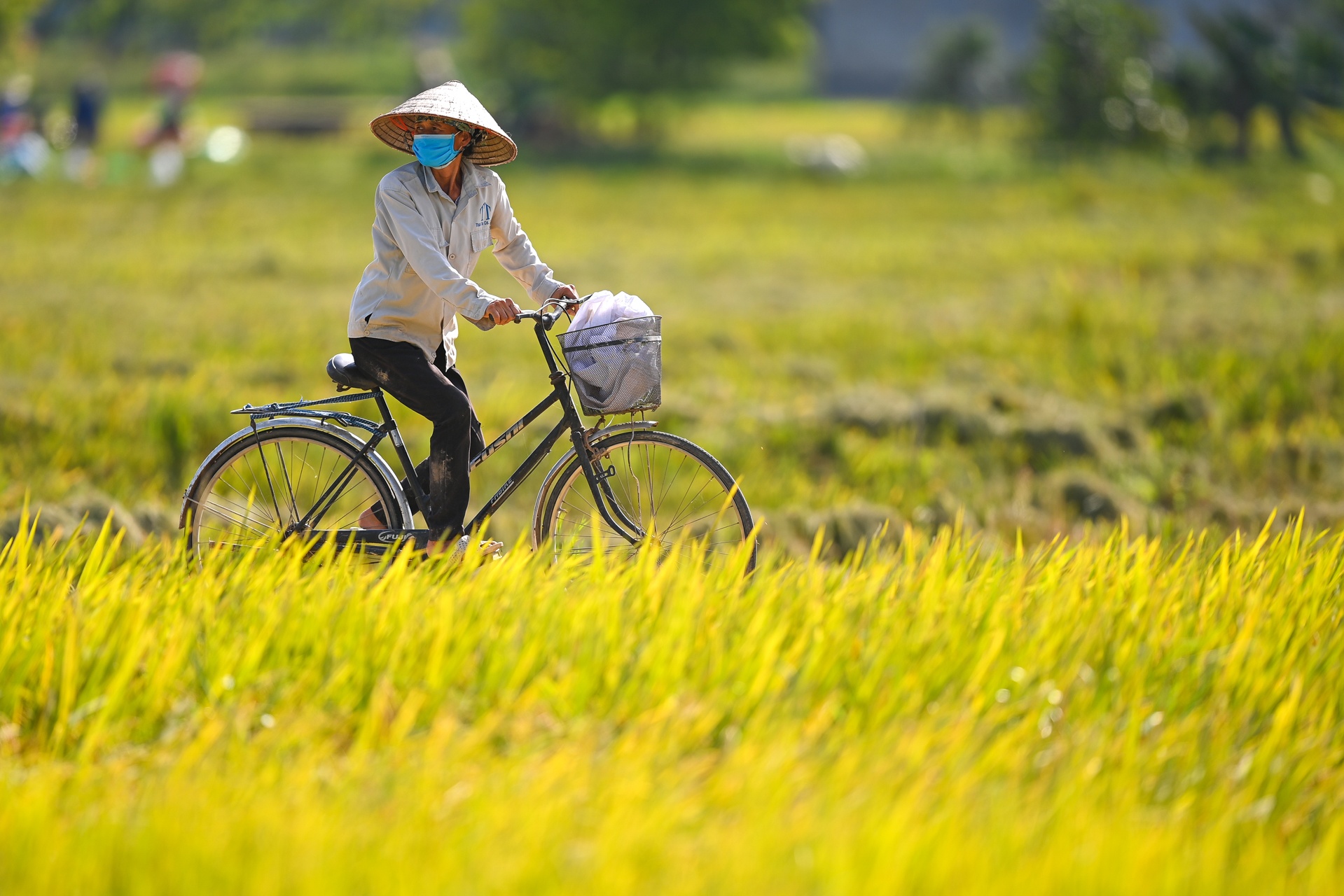 Giai cuu nong san tam dich Bac Ninh anh 7