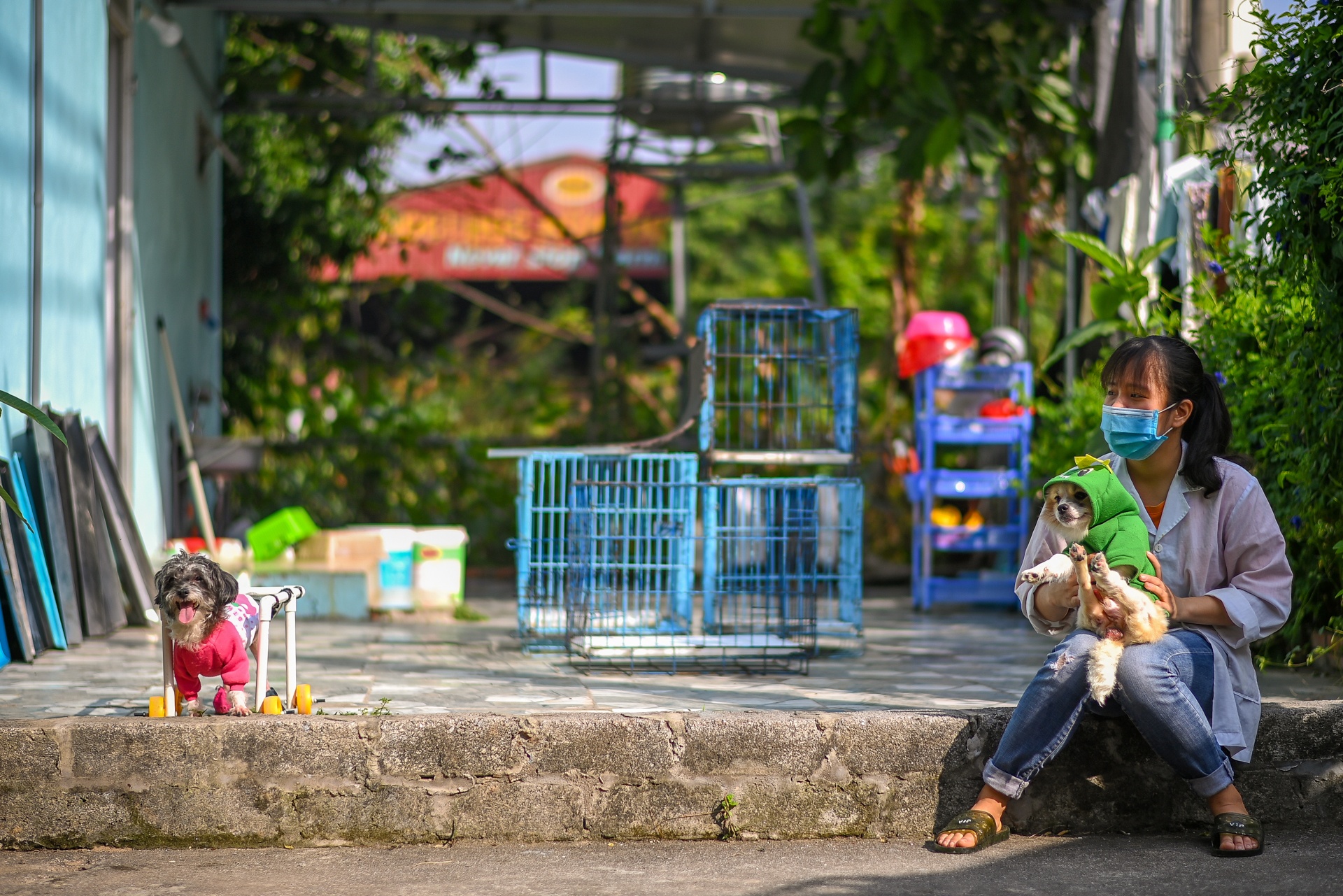 Phòng châm cứu thú y miễn phí ở Hà Nội ảnh 10 Phong cham cuu thu y mien phi o Ha Noi anh 10