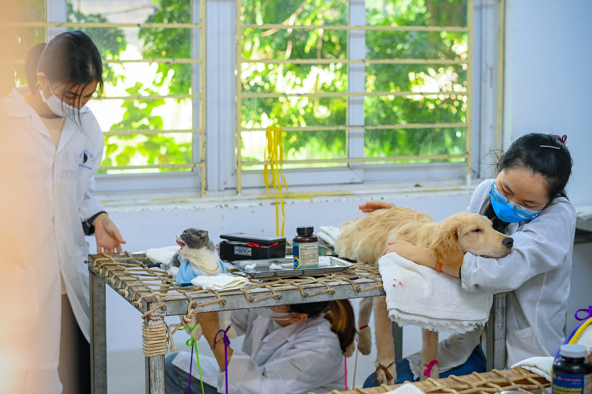 Phòng châm cứu thú y miễn phí ở Hà Nội ảnh 15 Phong cham cuu thu y mien phi o Ha Noi anh 15