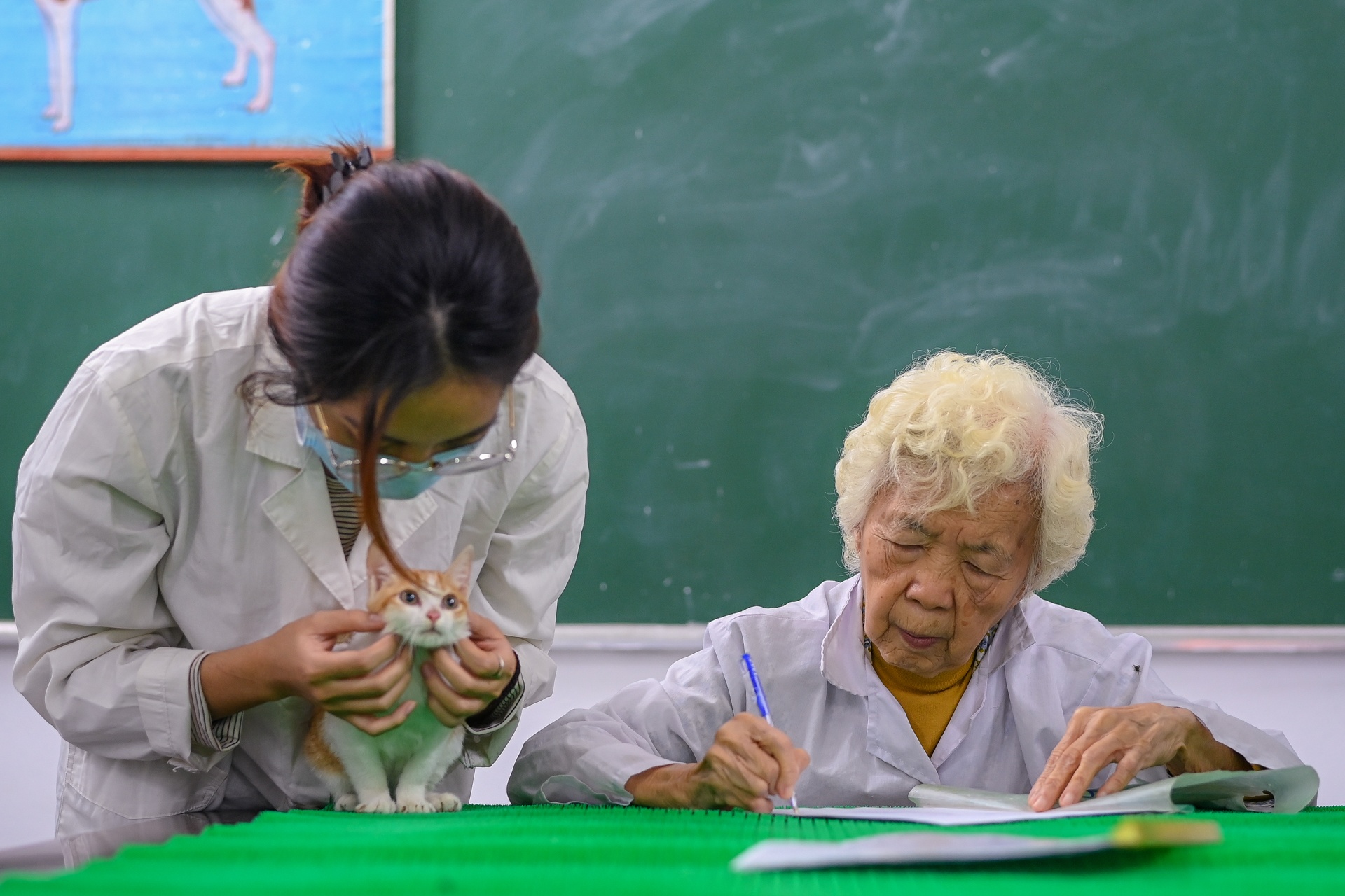 Phòng châm cứu thú y miễn phí ở Hà Nội ảnh 1 Phong cham cuu thu y mien phi o Ha Noi anh 1