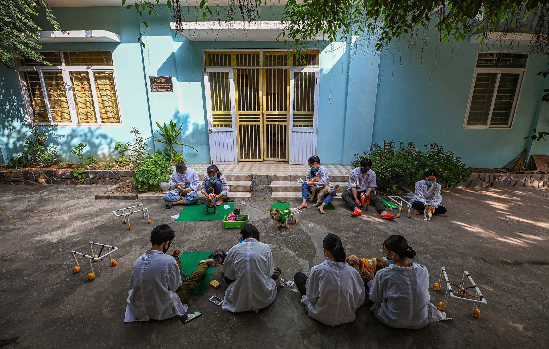 Phòng châm cứu thú y miễn phí ở Hà Nội ảnh 7 Phong cham cuu thu y mien phi o Ha Noi anh 7