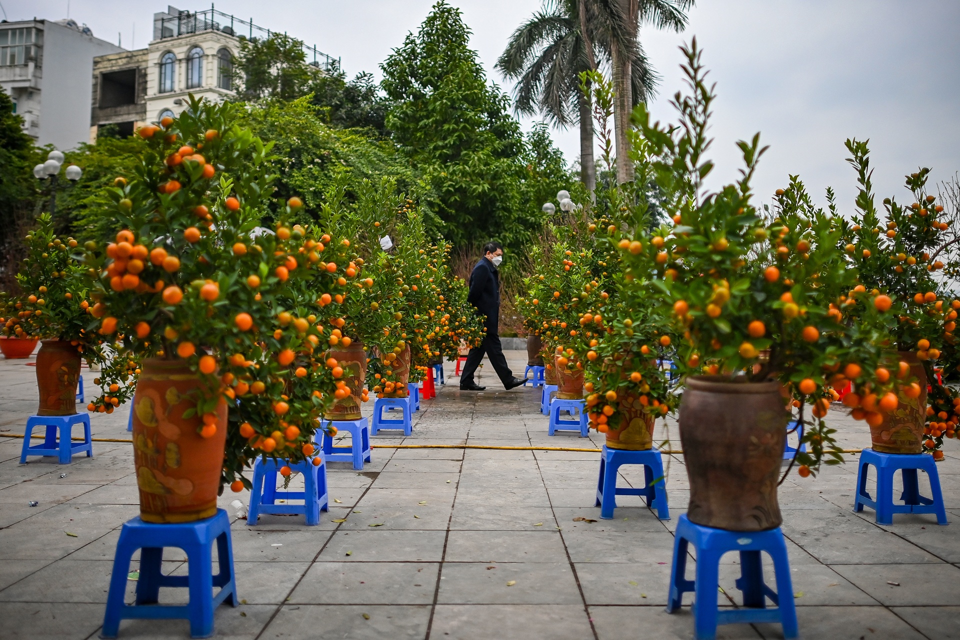 Buoi Dien,  dao rung thu hut khach dip Tet anh 10