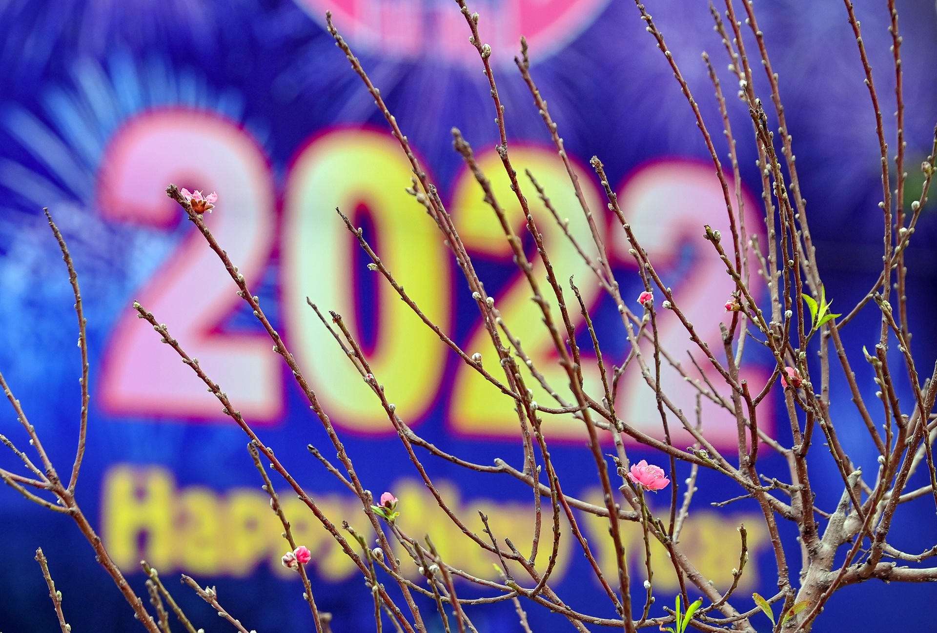 Buoi Dien,  dao rung thu hut khach dip Tet anh 13