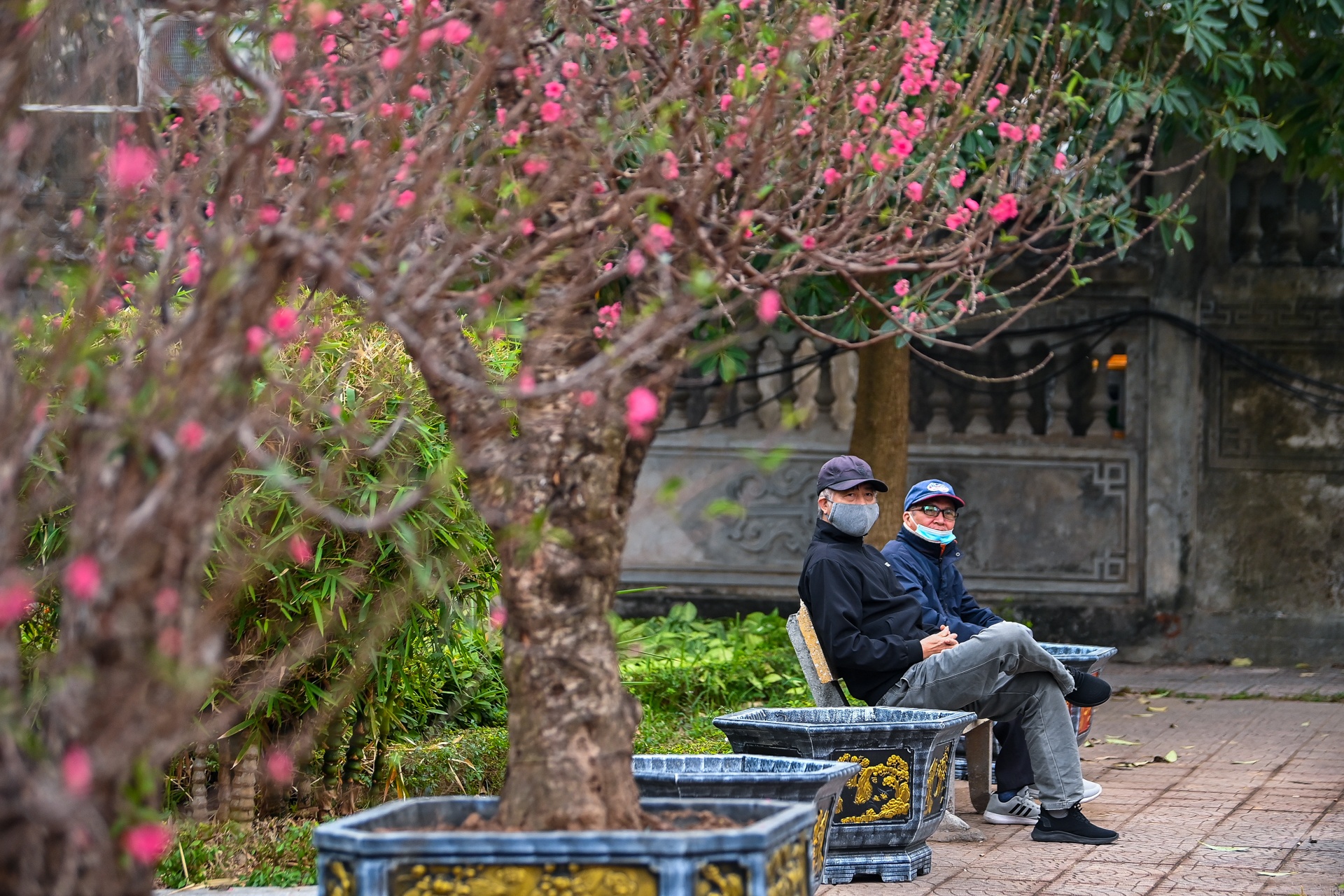 Buoi Dien,  dao rung thu hut khach dip Tet anh 14