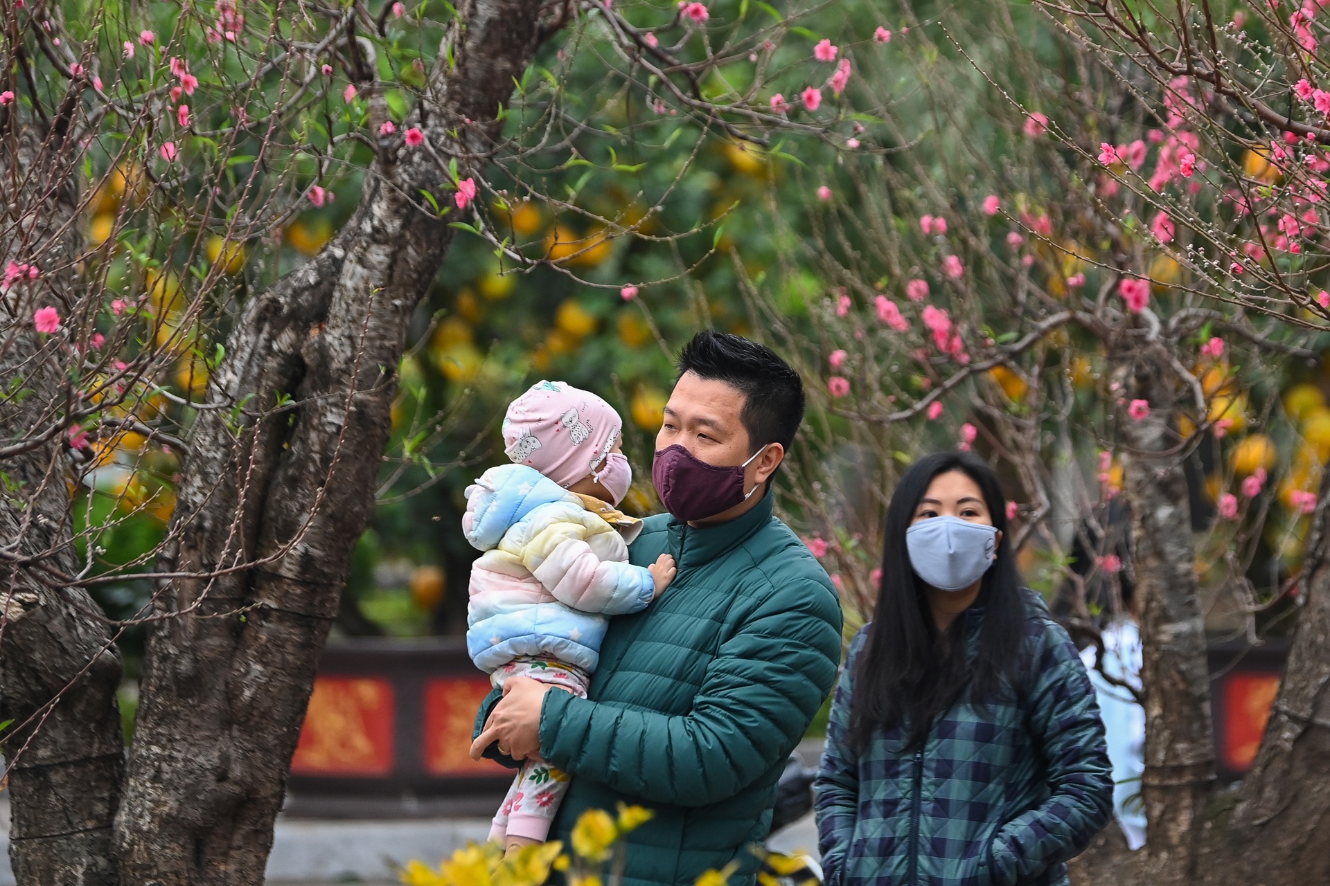 Buoi Dien,  dao rung thu hut khach dip Tet anh 1