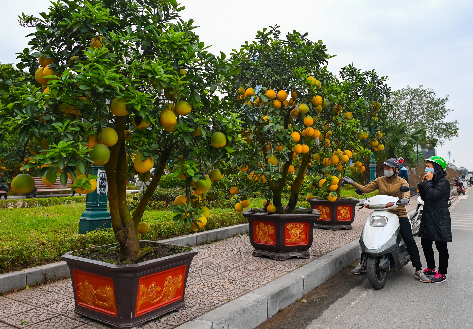 Buoi Dien,  dao rung thu hut khach dip Tet anh 2