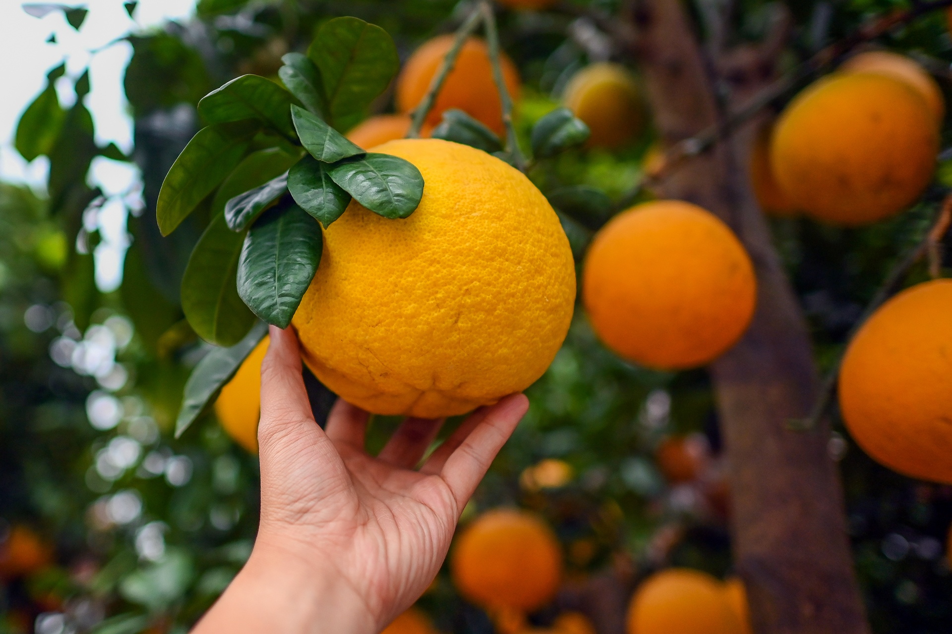 Buoi Dien,  dao rung thu hut khach dip Tet anh 3