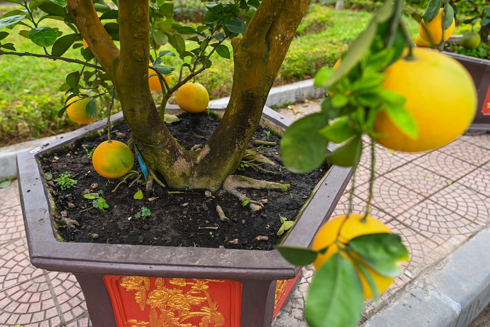 Buoi Dien,  dao rung thu hut khach dip Tet anh 4