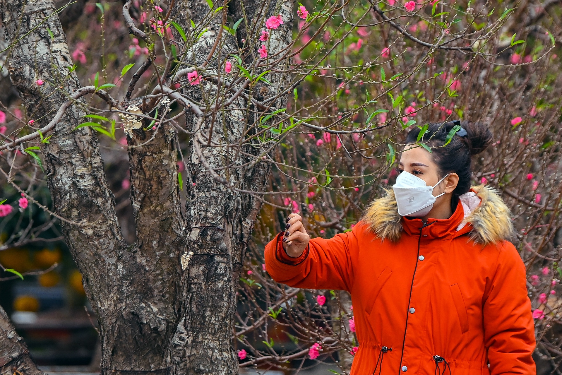 Buoi Dien,  dao rung thu hut khach dip Tet anh 7