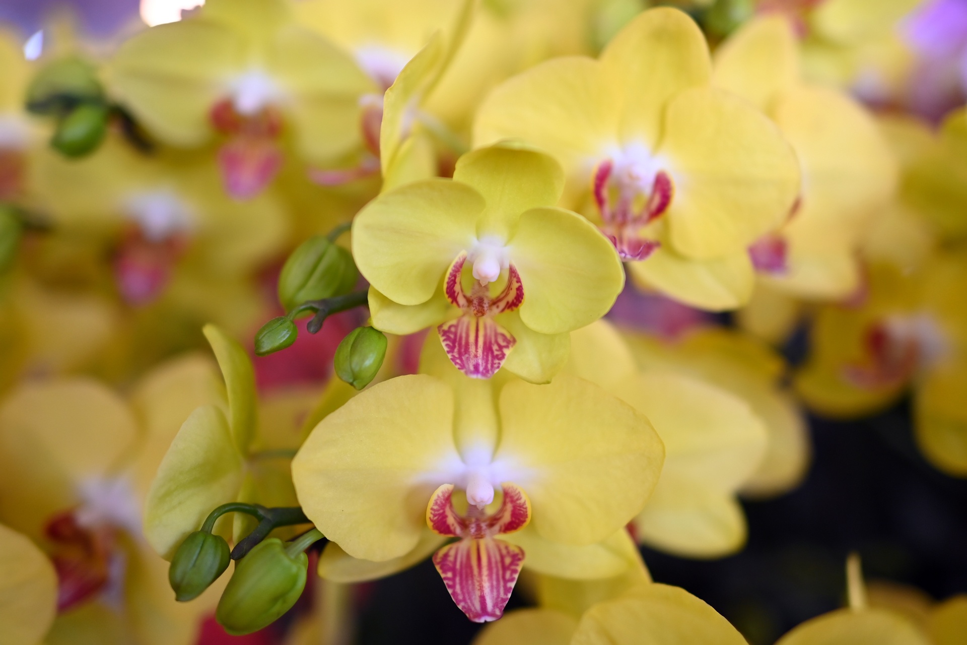 Chi hon 100 trieu dong mua mot chau lan chung Tet som hinh anh