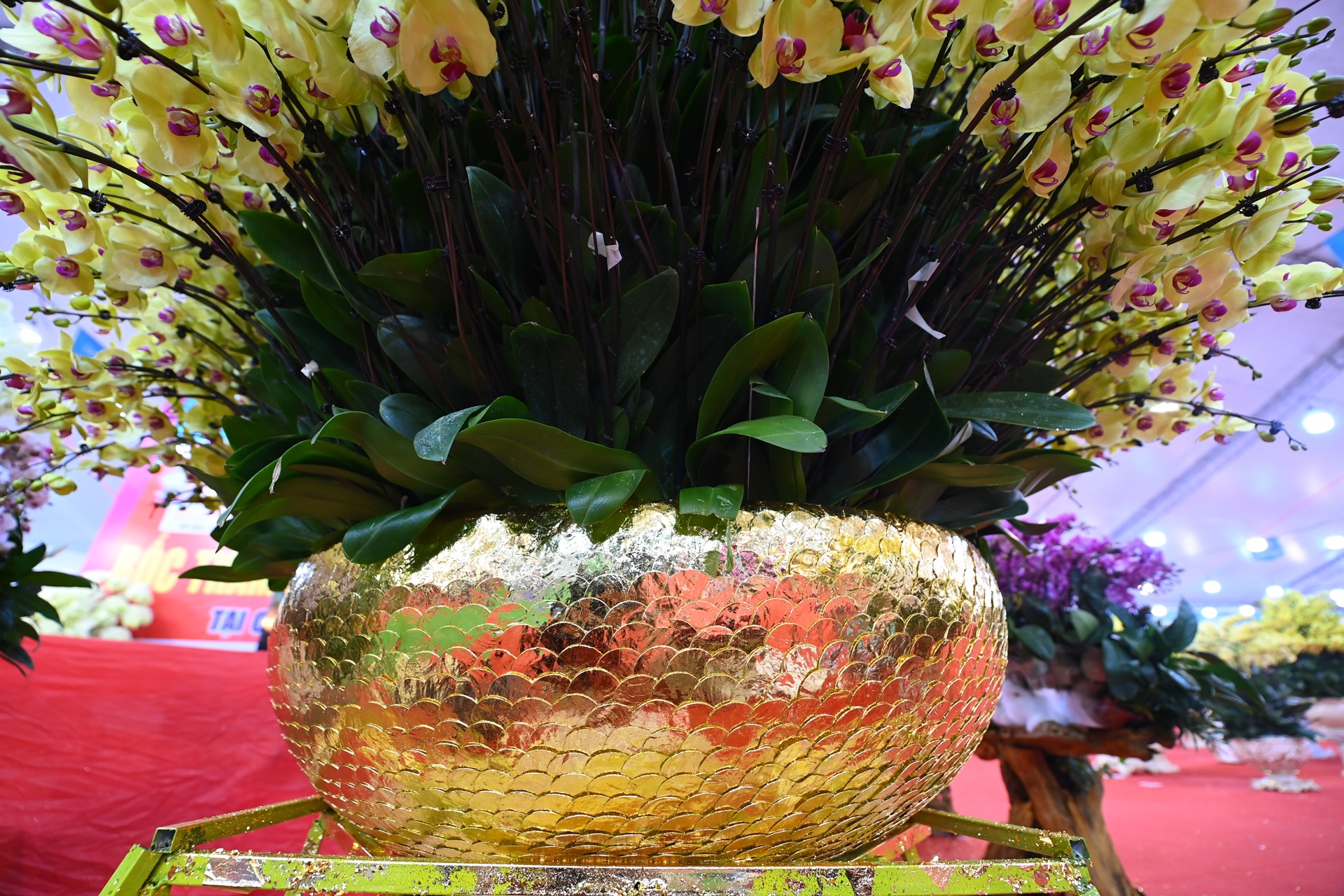 Lan ho diep gia gan 1 ty dong anh 6