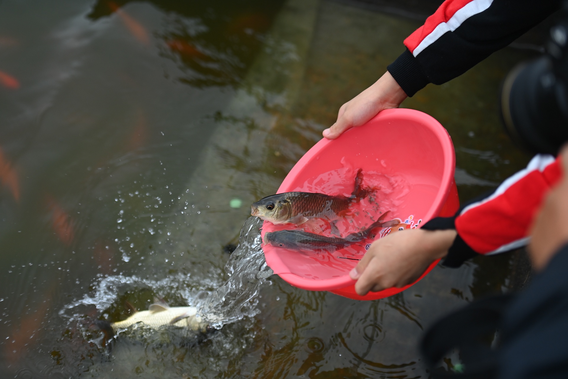 Tha ca chep tien tao quan anh 5