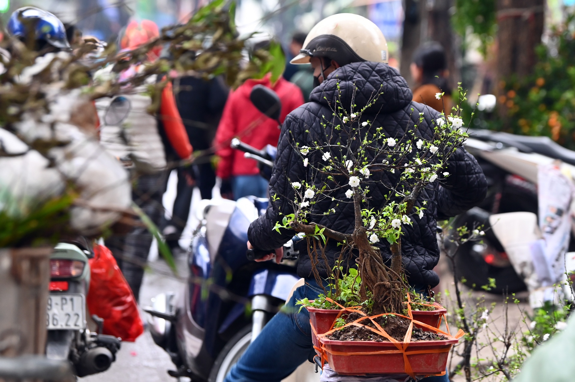 Dao quat dai ha gia van e khach anh 5