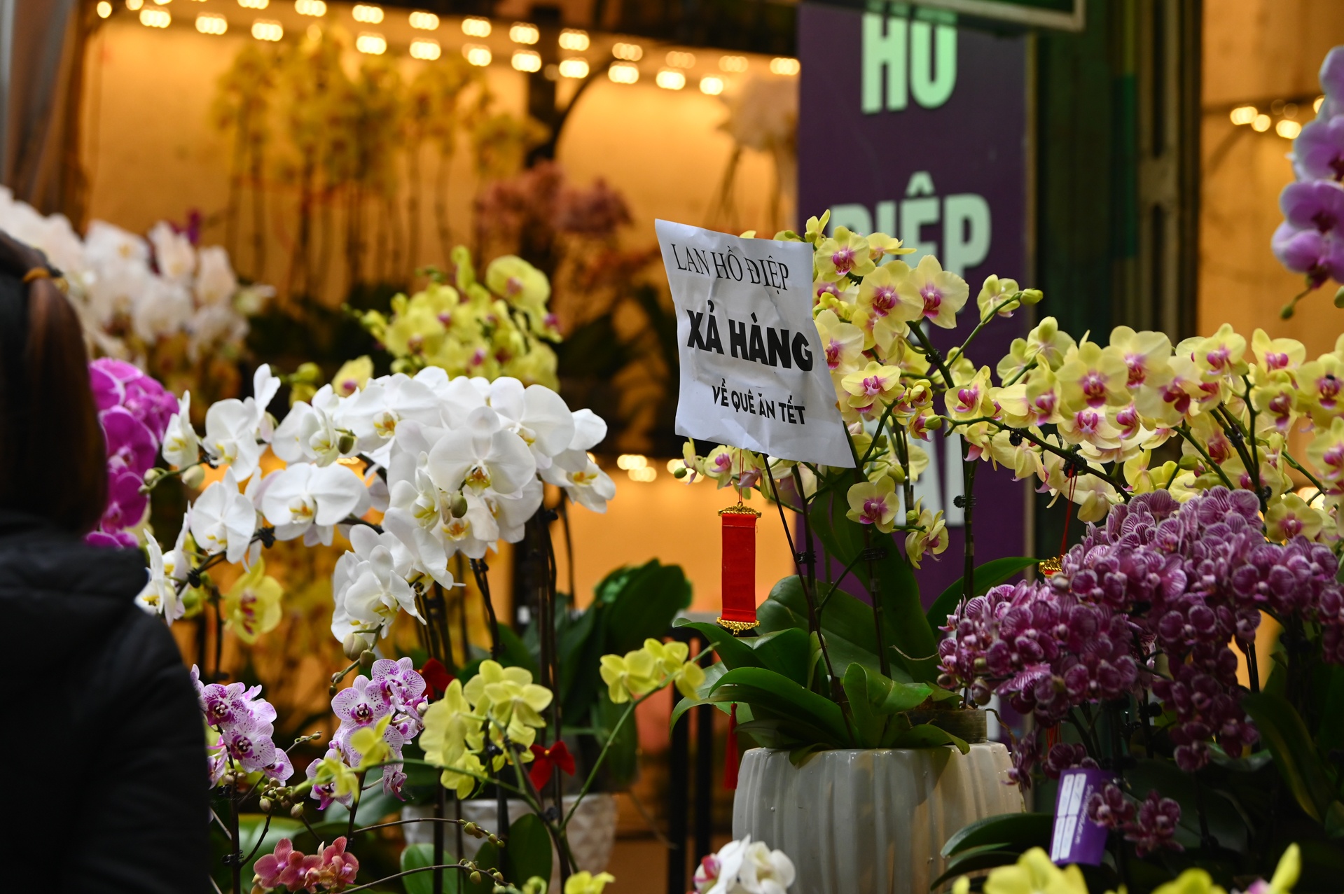 Dao quat dai ha gia van e khach anh 7