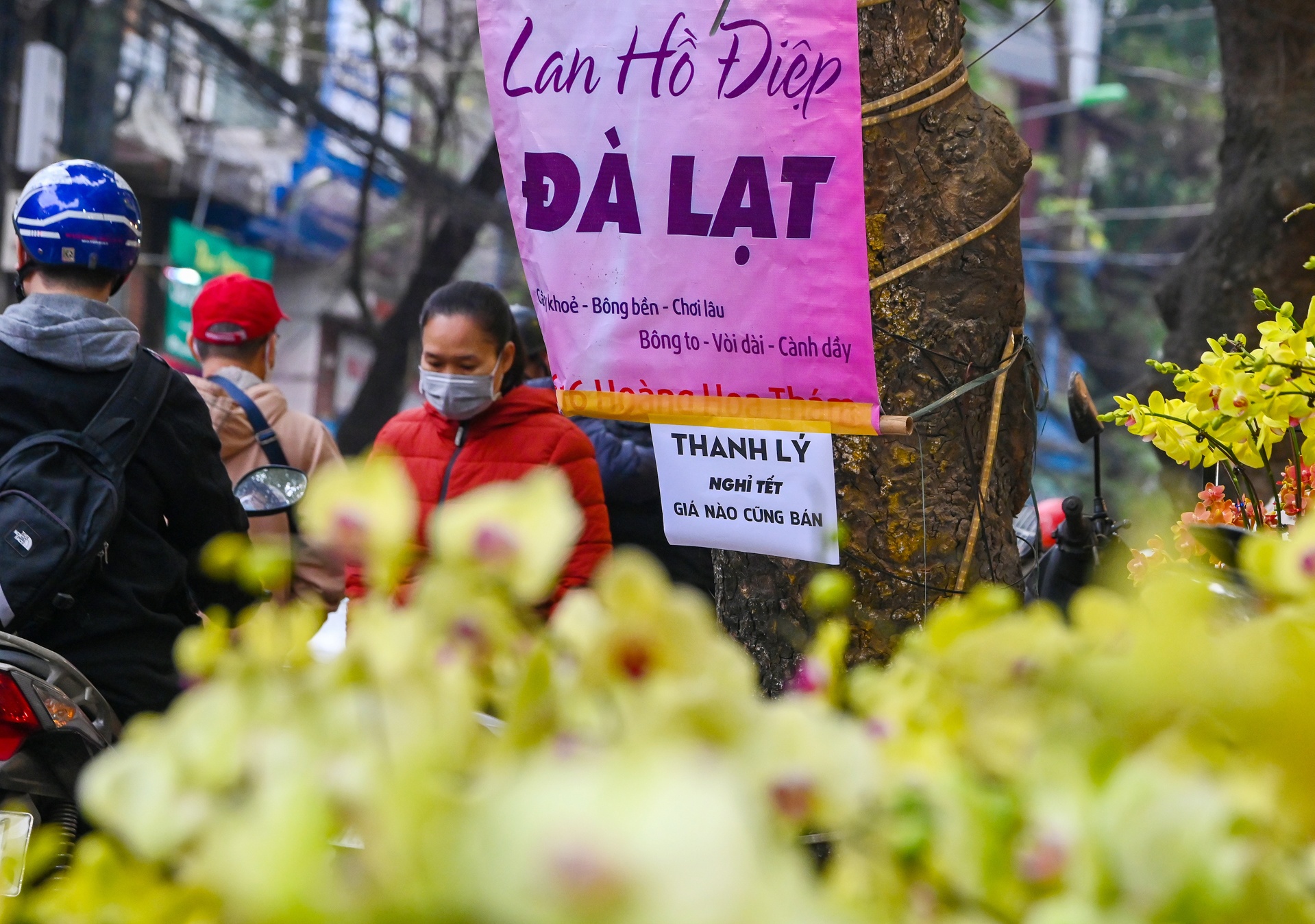 Dao quat dai ha gia van e khach anh 8