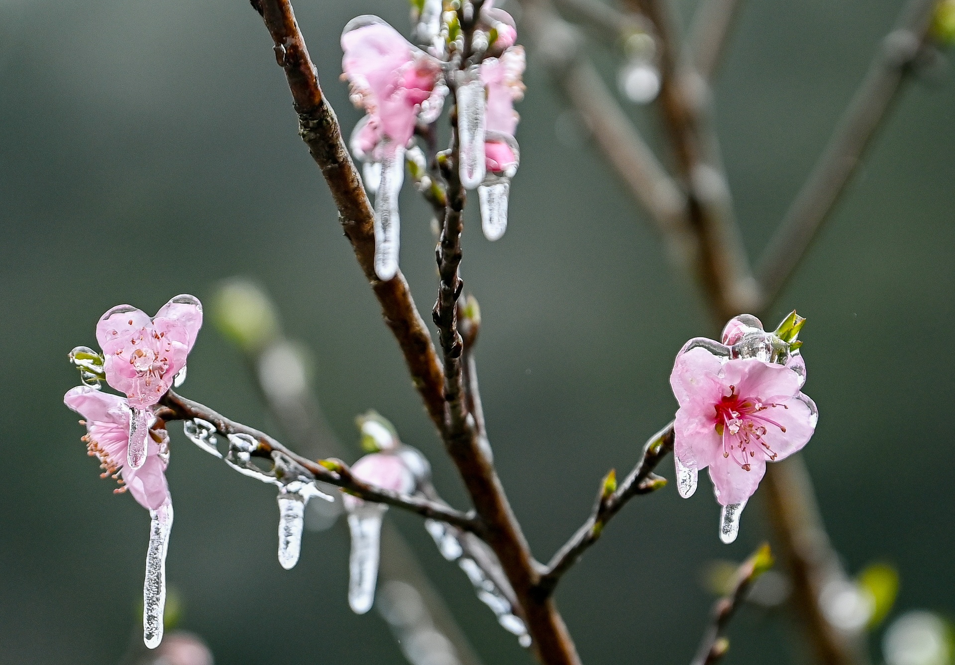 Du khách đổ về Hà Giang săn tuyết ảnh 6 Du khach do ve Ha Giang san tuyet anh 6