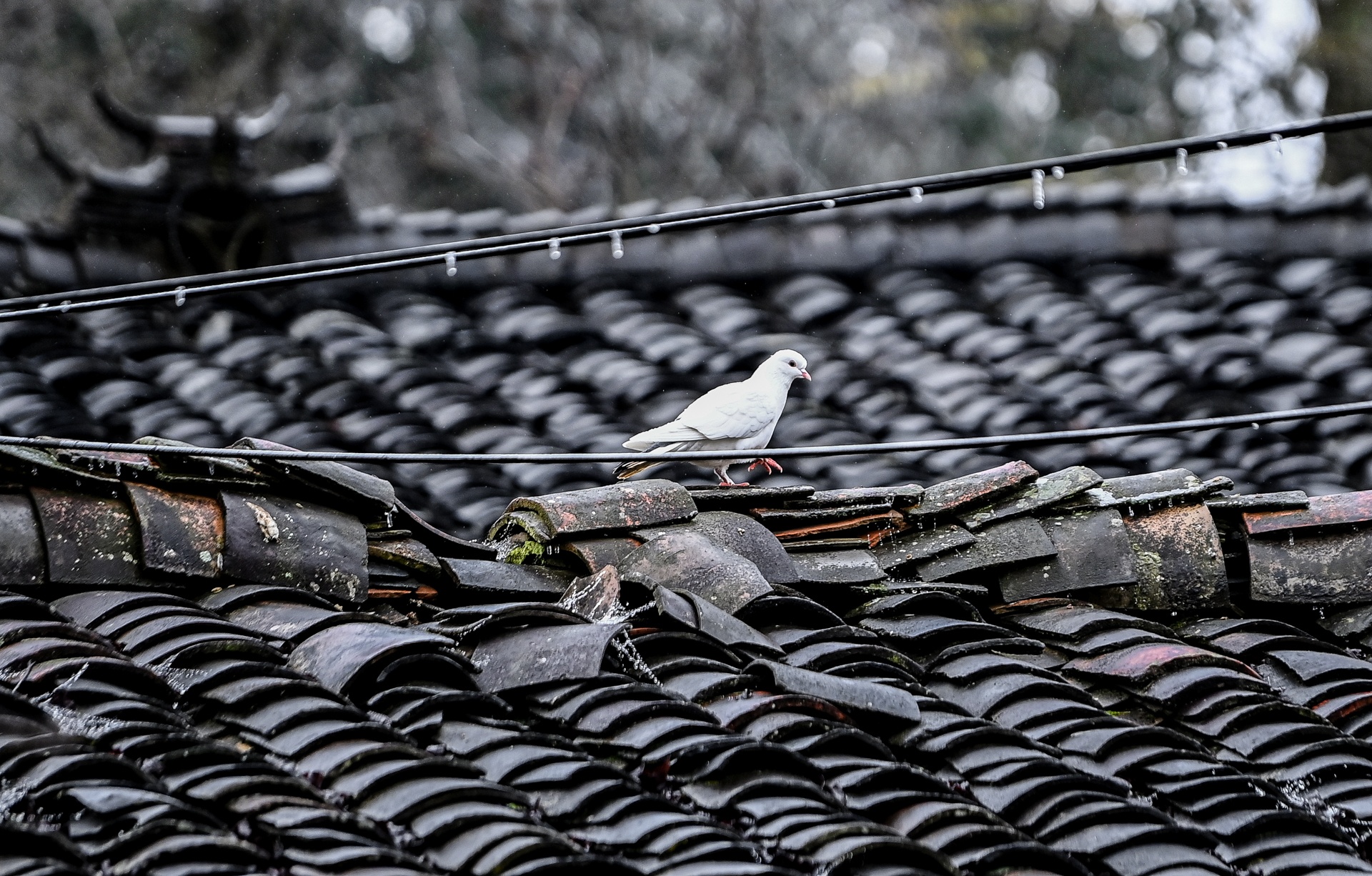 Du khach do ve Ha Giang san tuyet anh 8