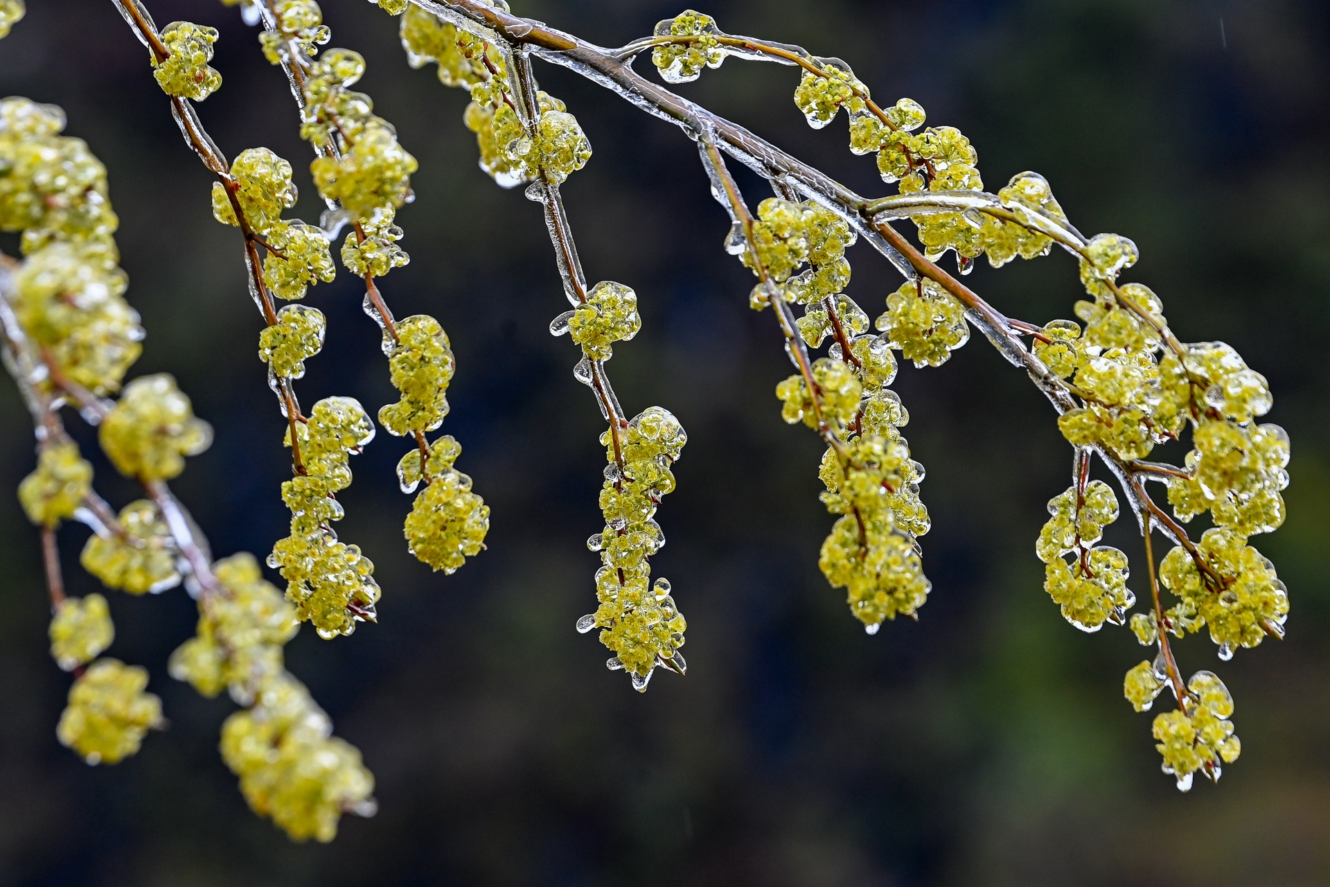 Du khách đổ về Hà Giang săn tuyết ảnh 4 Du khach do ve Ha Giang san tuyet anh 4