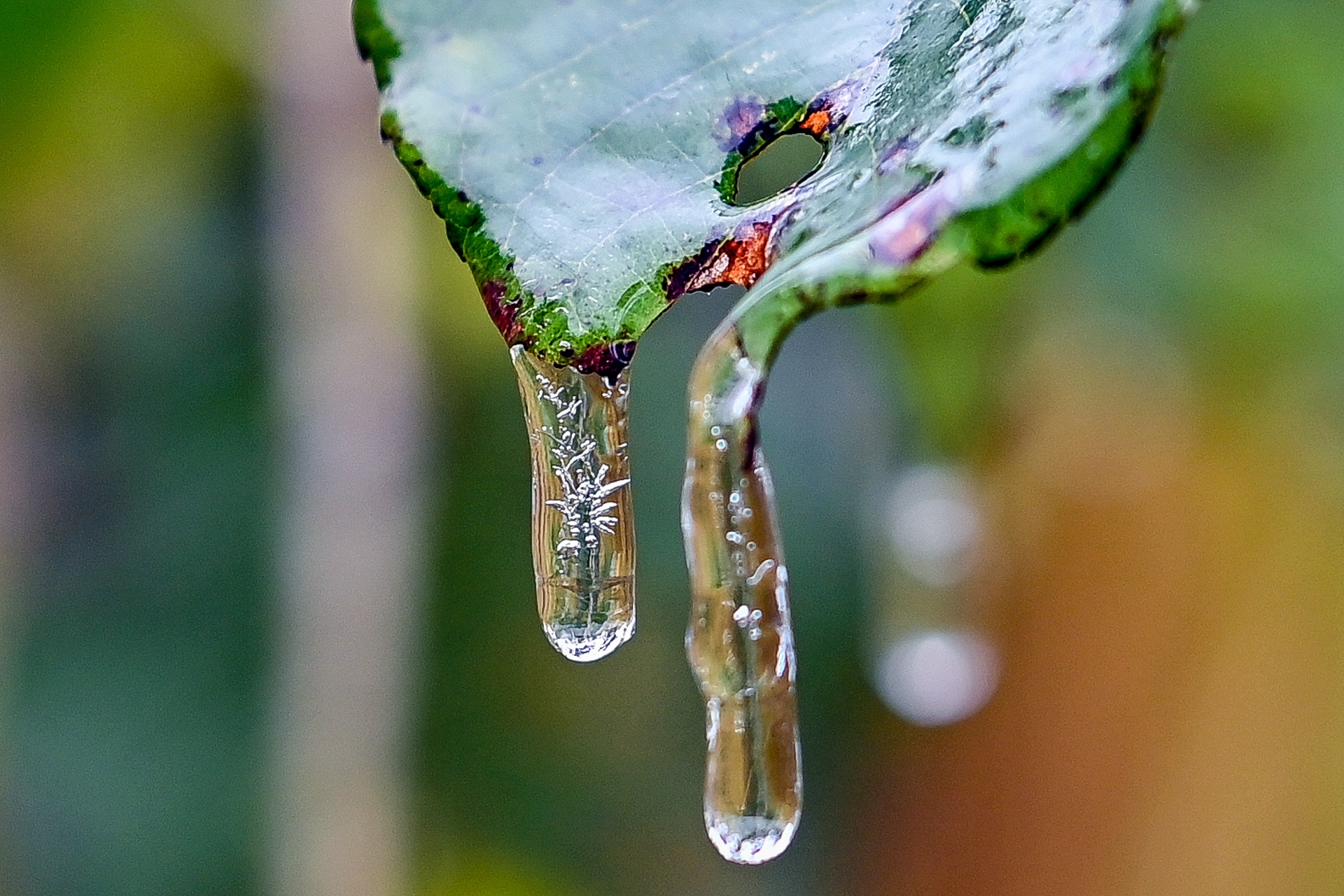 Du khách đổ về Hà Giang săn tuyết ảnh 5 Du khach do ve Ha Giang san tuyet anh 5