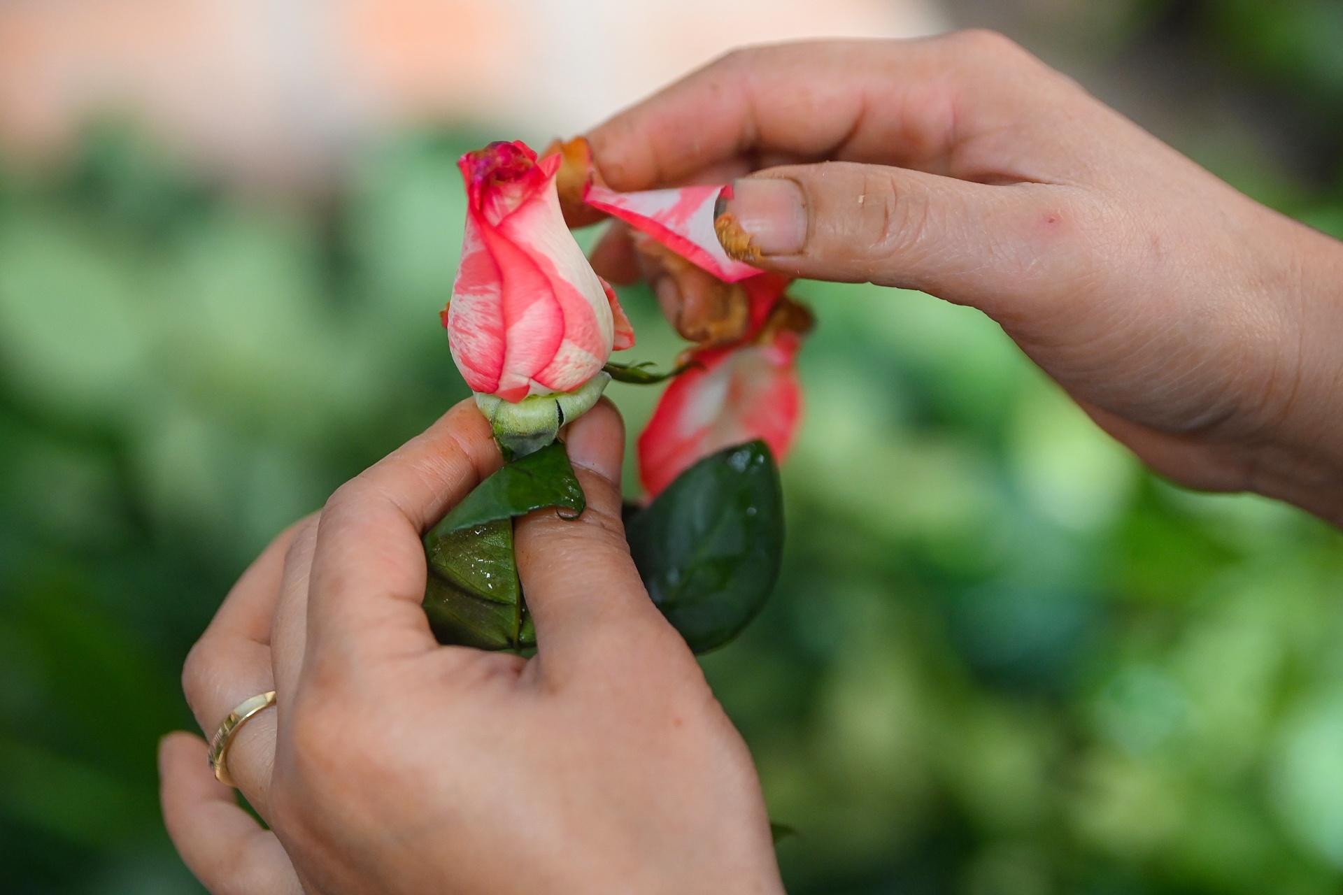 Hoa tuoi tang gia manh ngay 8/3 anh 5