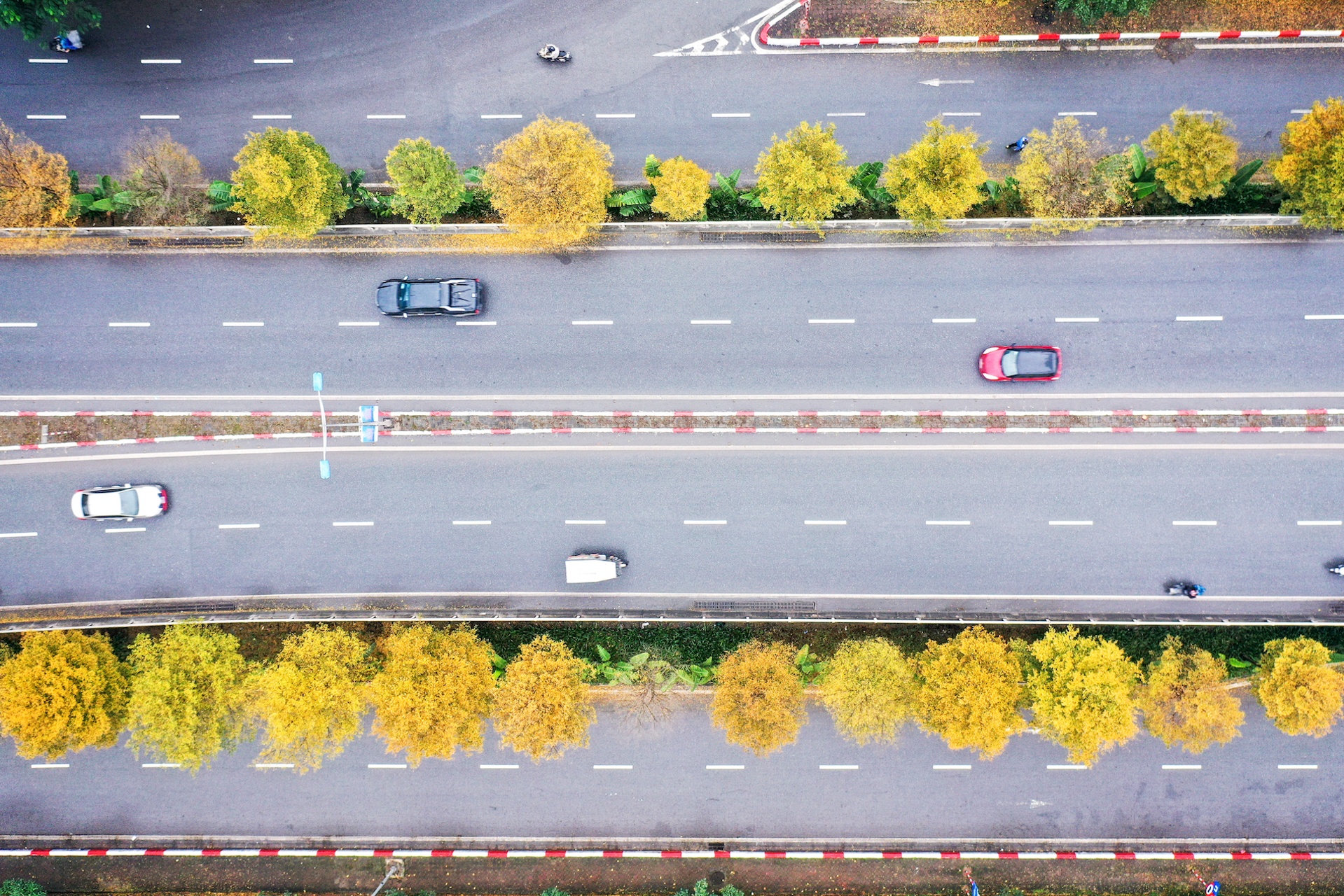 Cây ảnh 9 Cay anh 9