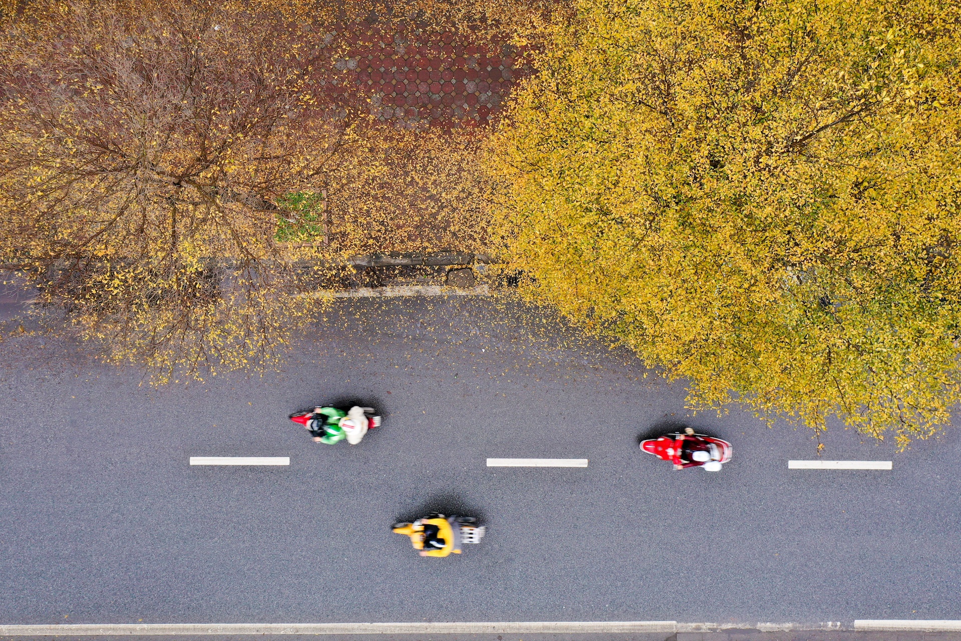 Cây ảnh 10 Cay anh 10