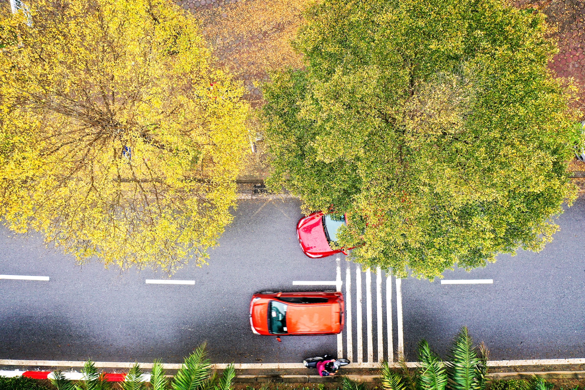 Cây ảnh 11 Cay anh 11