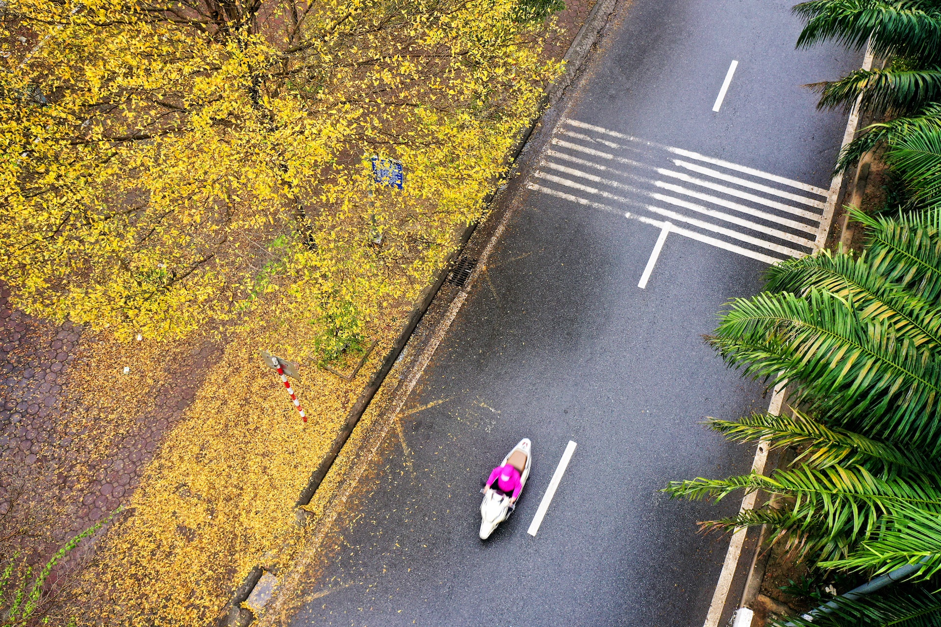 Cây ảnh 12 Cay anh 12