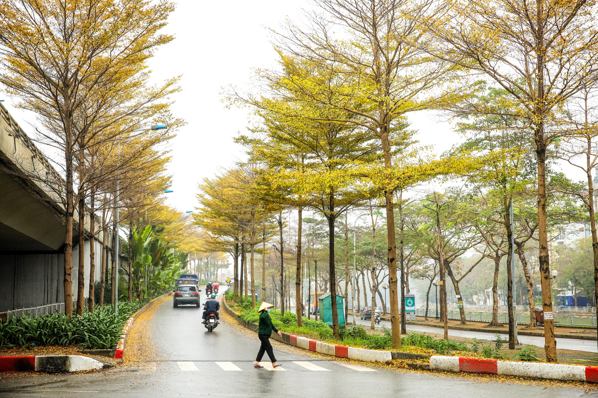 Cây ảnh 13 Cay anh 13