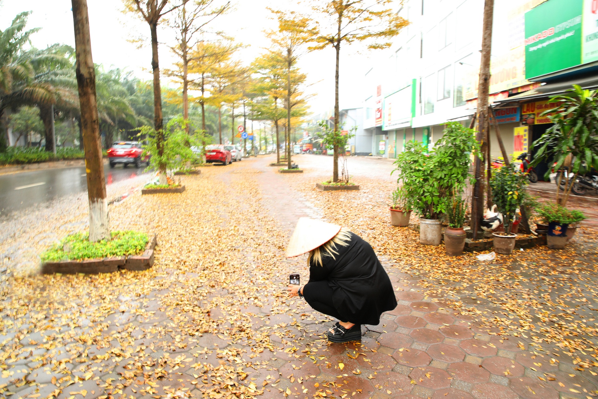 Cây ảnh 14 Cay anh 14