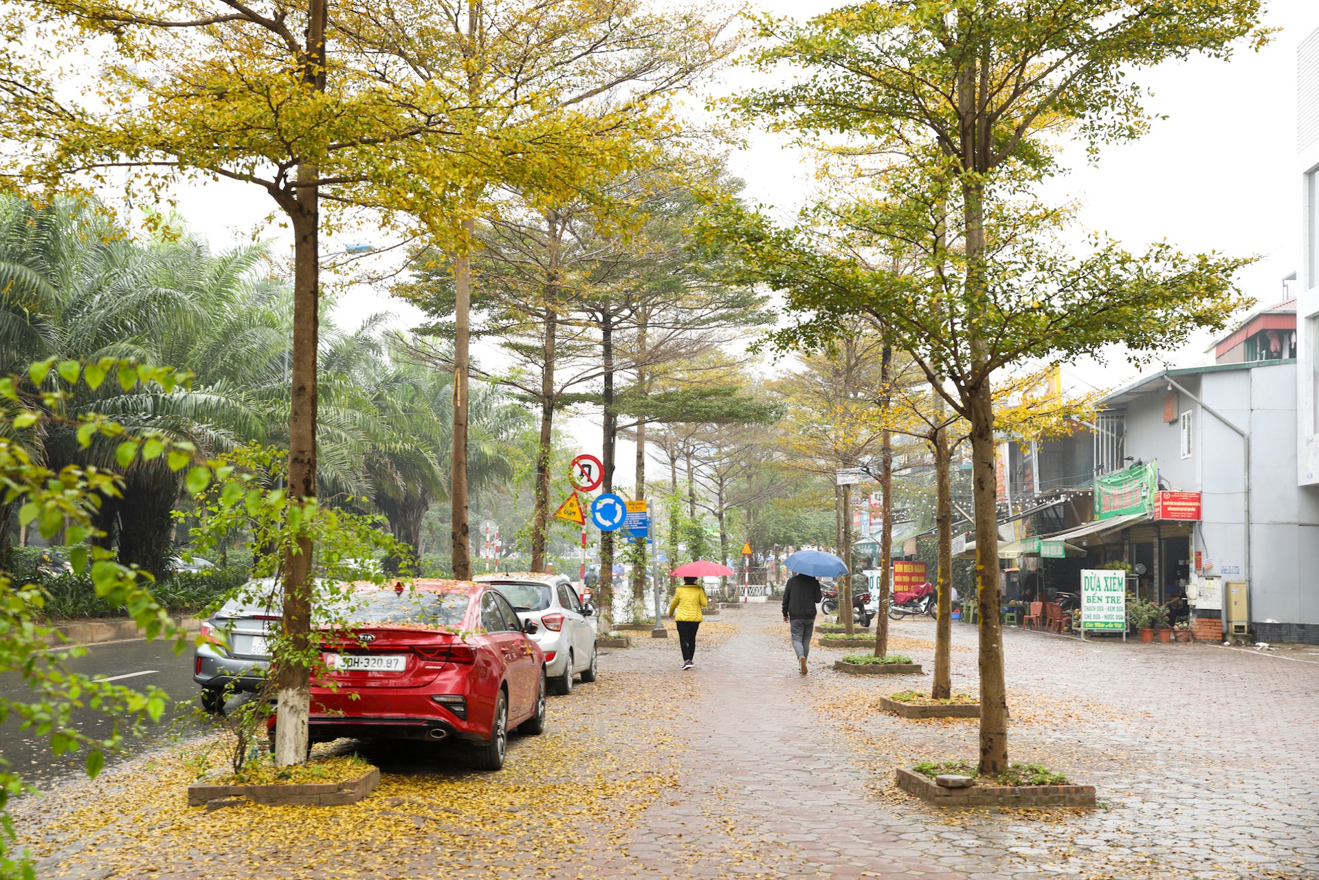 Cây ảnh 15 Cay anh 15