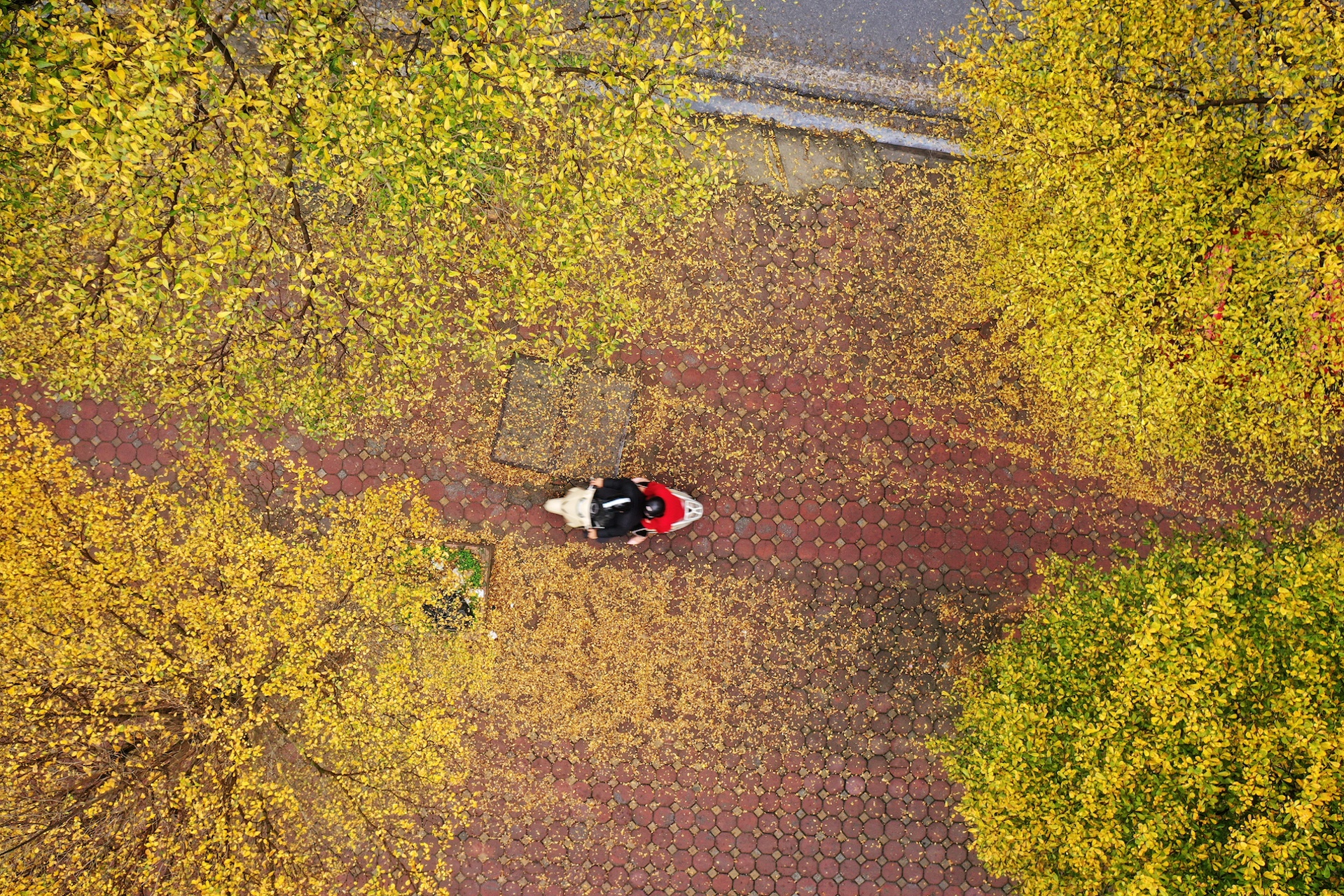 Cây ảnh 16 Cay anh 16