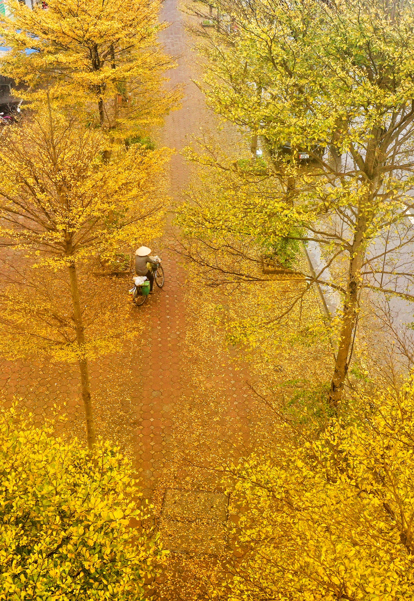 Cây ảnh 17 Cay anh 17