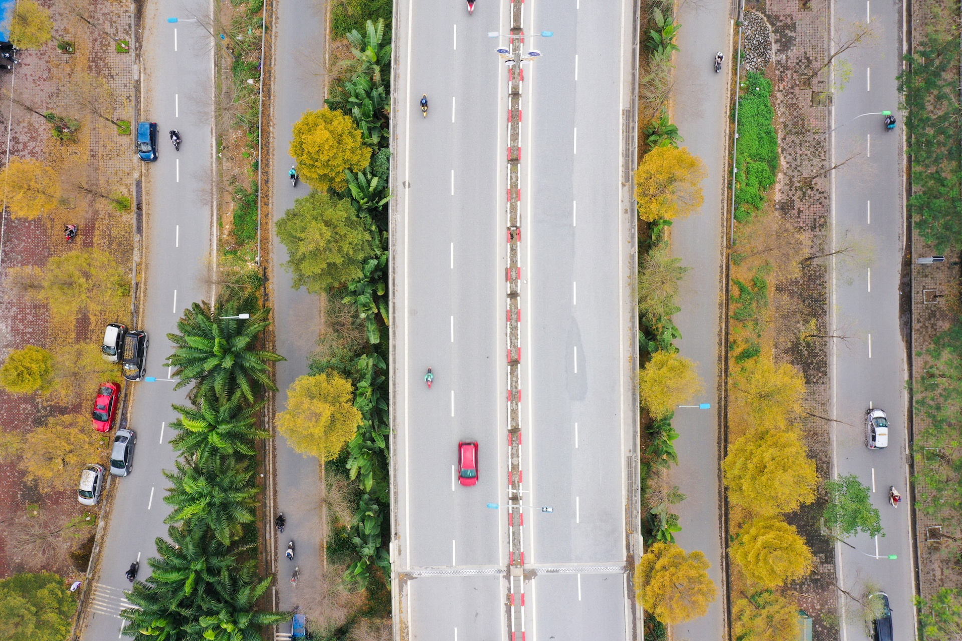 Cây ảnh 18 Cay anh 18