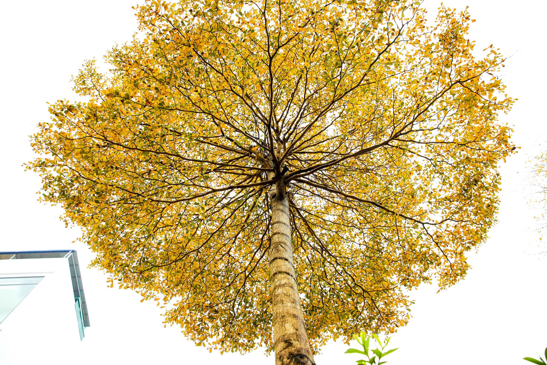 Cây ảnh 19 Cay anh 19