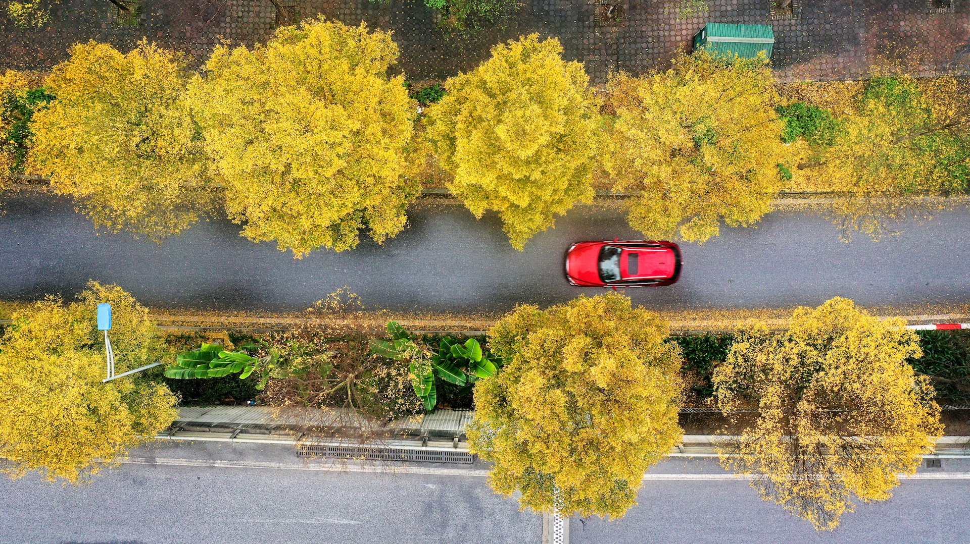 Cây ảnh 20 Cay anh 20