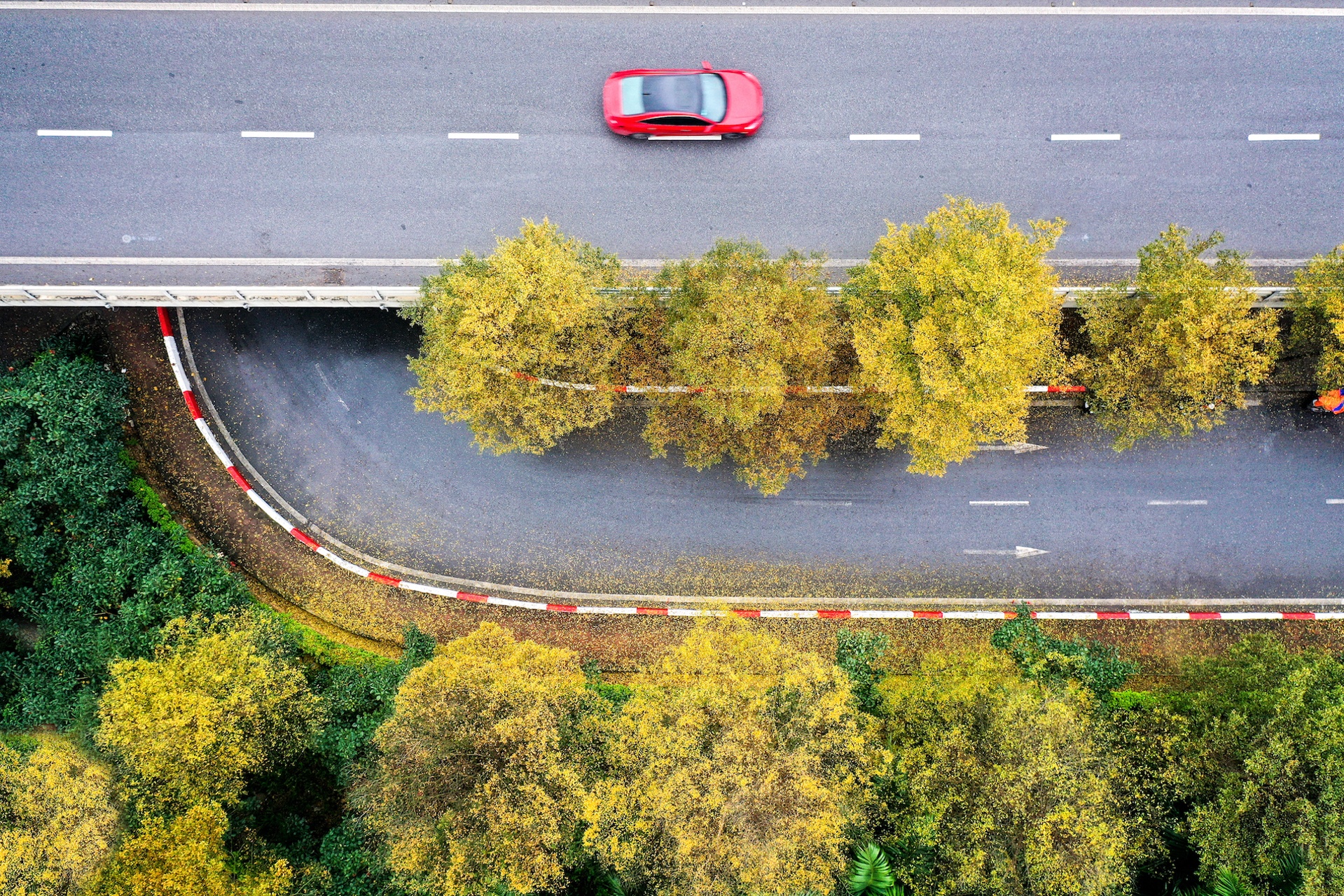 Cây ảnh 21 Cay anh 21